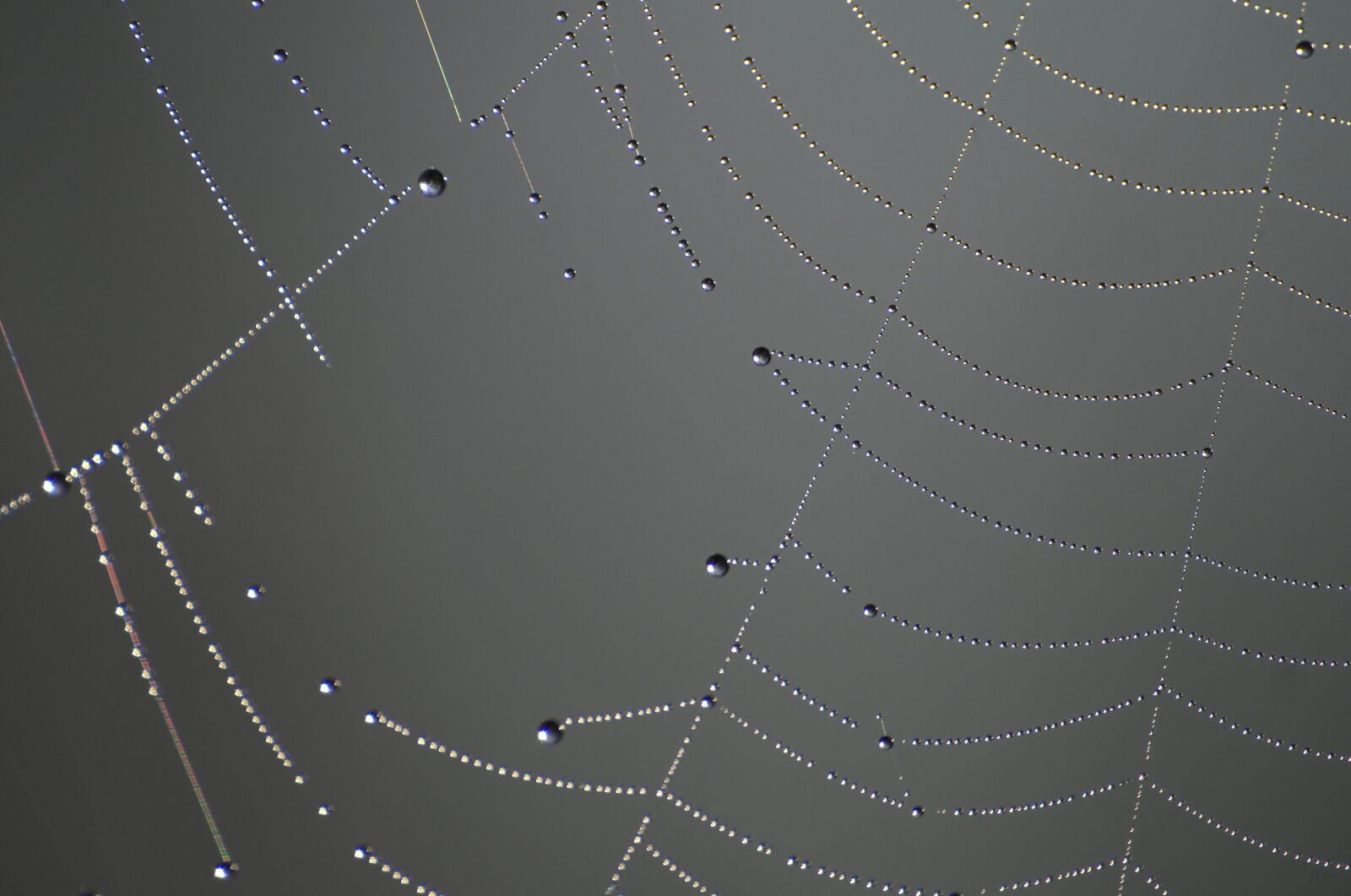 Pentax K-30 sample photo. Cobweb, morgentau, dewdrop photography
