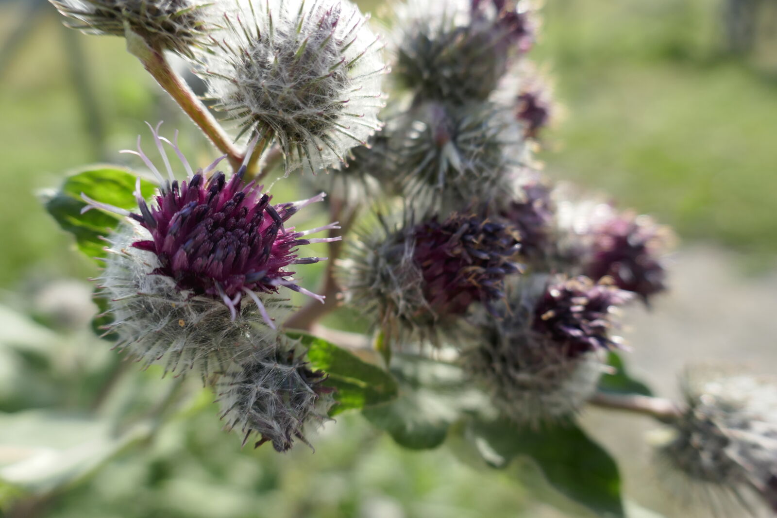 Panasonic Lumix DMC-ZS100 (Lumix DMC-TZ100) sample photo. Flower, thistle photography