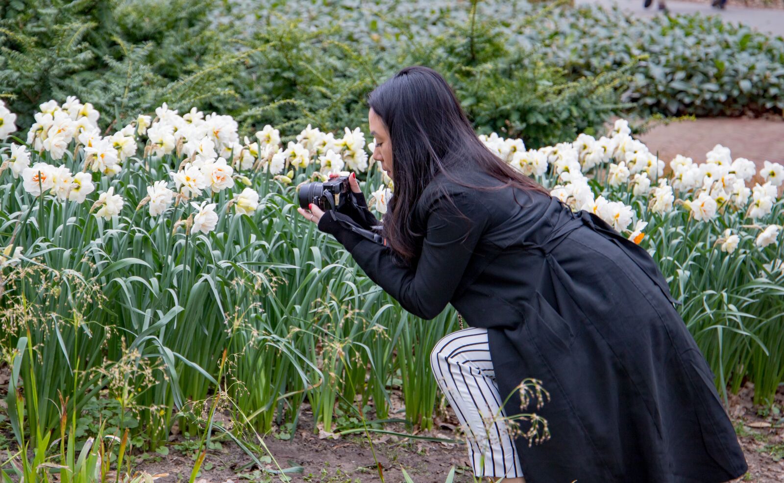Canon EOS 6D Mark II sample photo. Keukenhof, lisse, holland photography