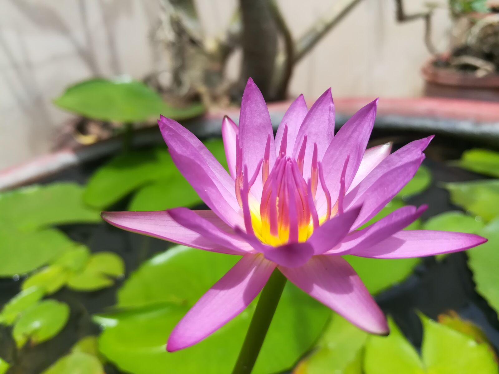 HUAWEI GR5 2017 sample photo. Lotus, lotus basin, purple photography
