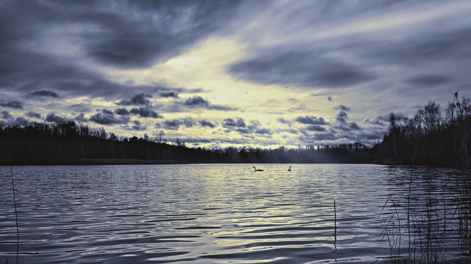 Nikon D5600 sample photo. Lake, swans, swan pair photography
