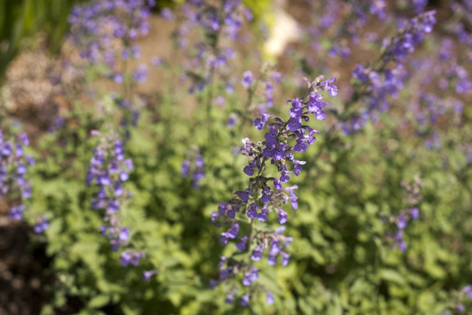 Nikon D610 sample photo. Flowers, purple, green photography