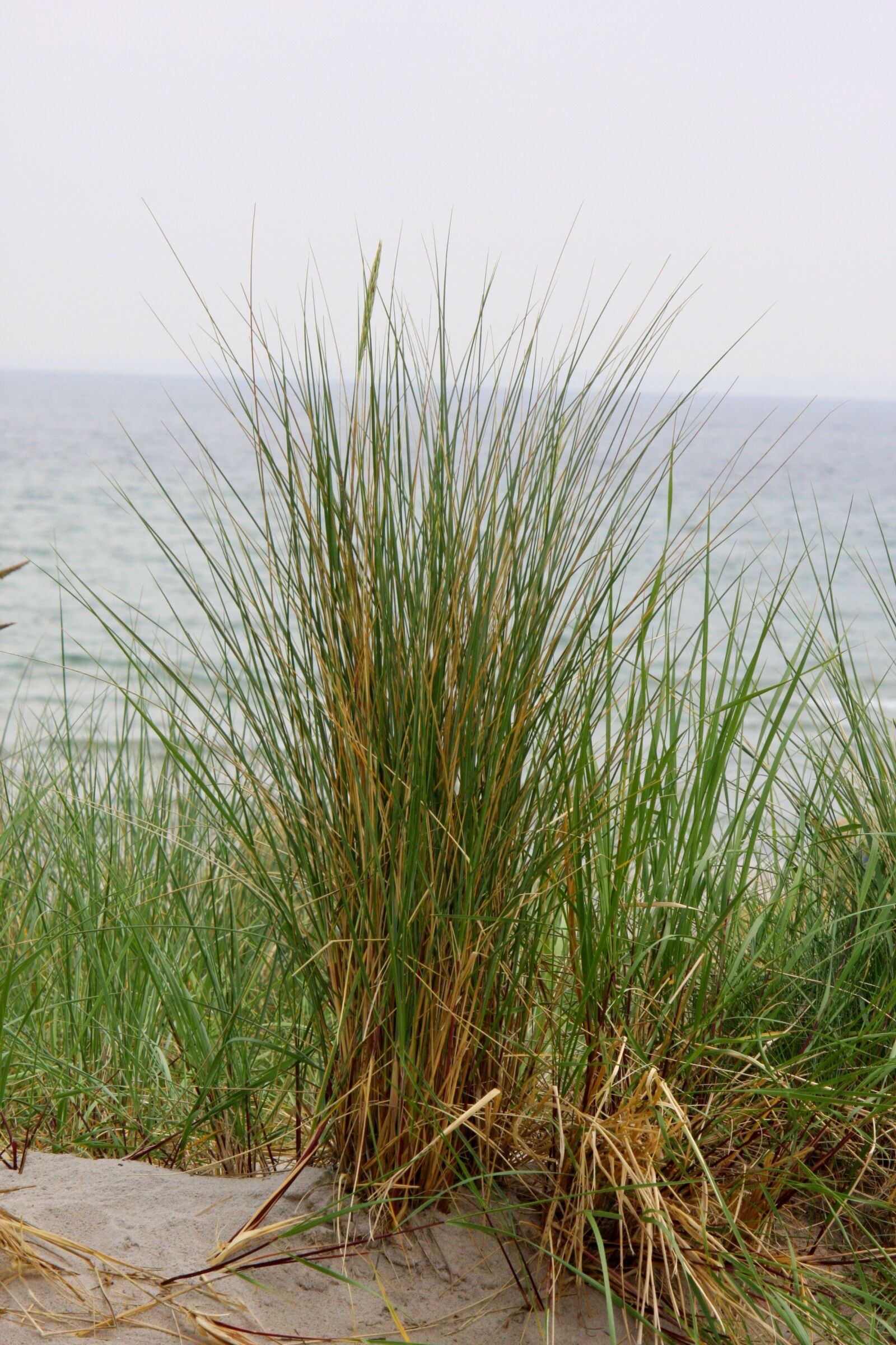 Canon EOS 40D sample photo. Nature, grass, summer photography