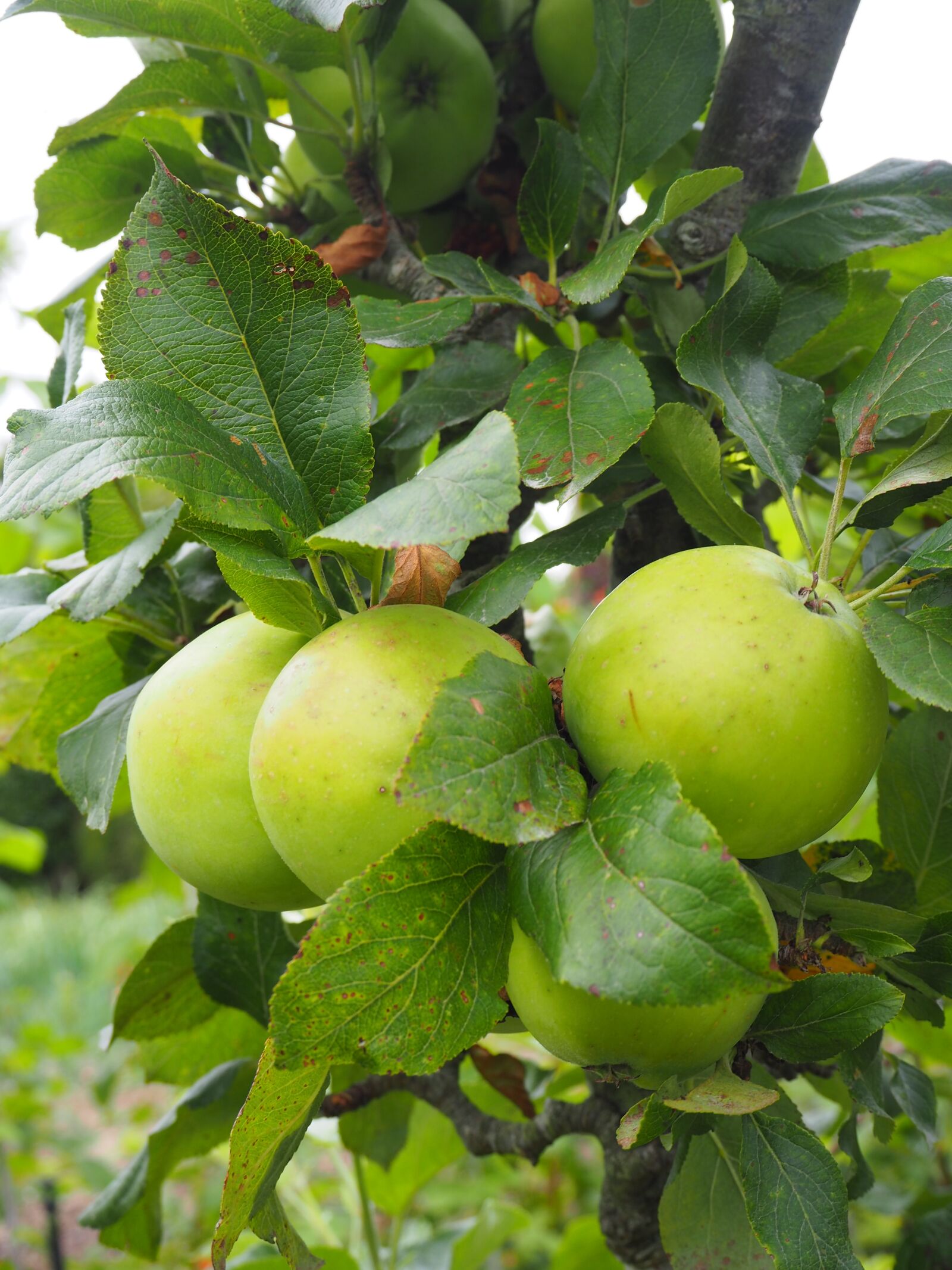 Olympus OM-D E-M10 II sample photo. Apple, apple tree, fruit photography