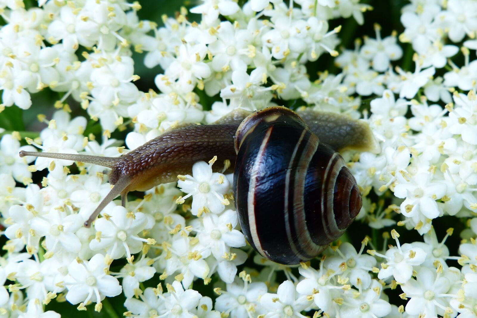 Panasonic Lumix DMC-FZ200 sample photo. Animals, invertebrates, molluscs photography