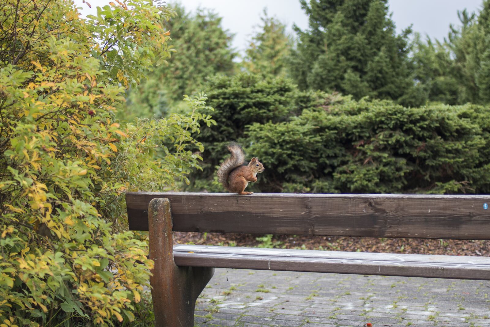 Canon EOS 70D + Canon EF 35mm F2 sample photo. Squirrel, park, bench photography