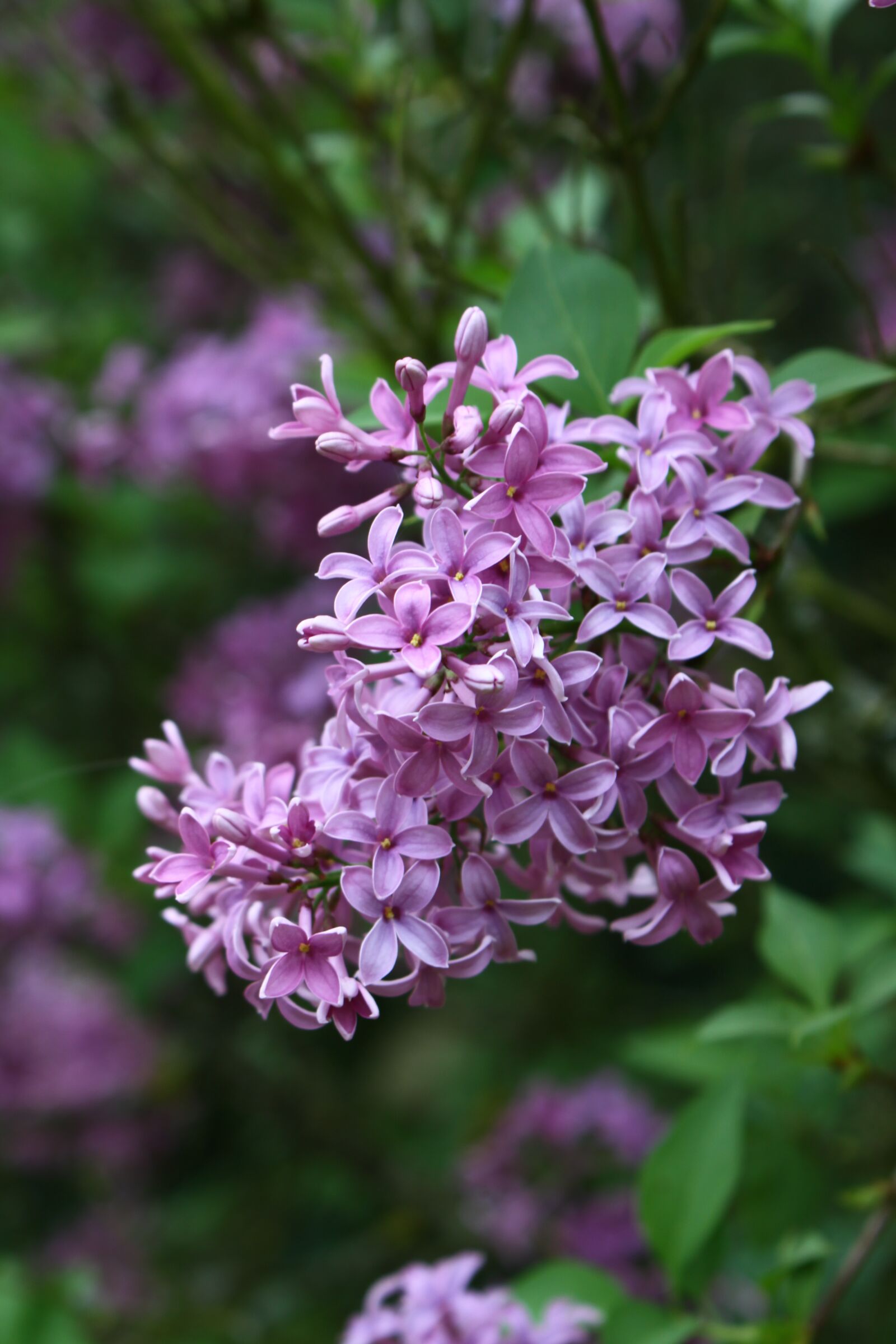 Canon EOS 50D sample photo. Lilac, flower, nature photography
