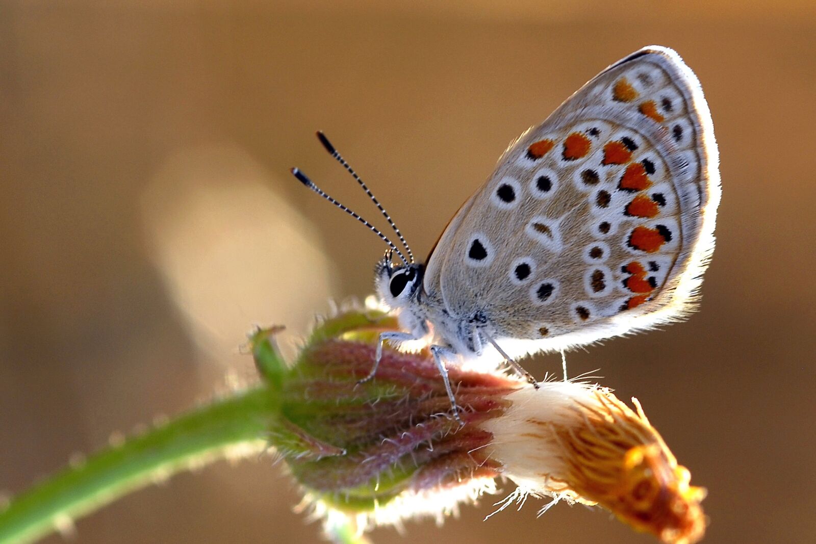Nikon D200 sample photo. Butterflies, very eyes, brown photography