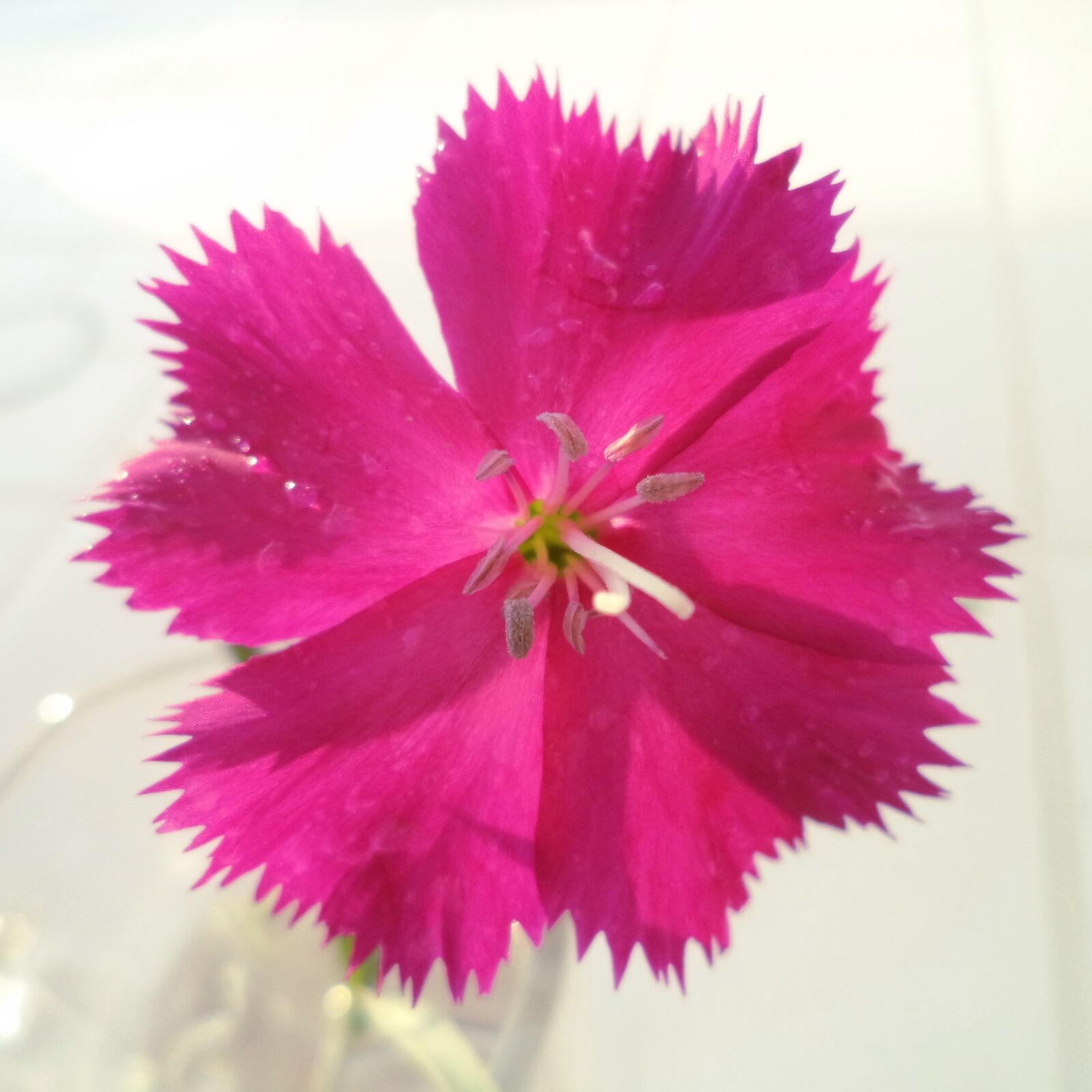 Sony Cyber-shot DSC-W710 sample photo. œillet, flower, plant photography