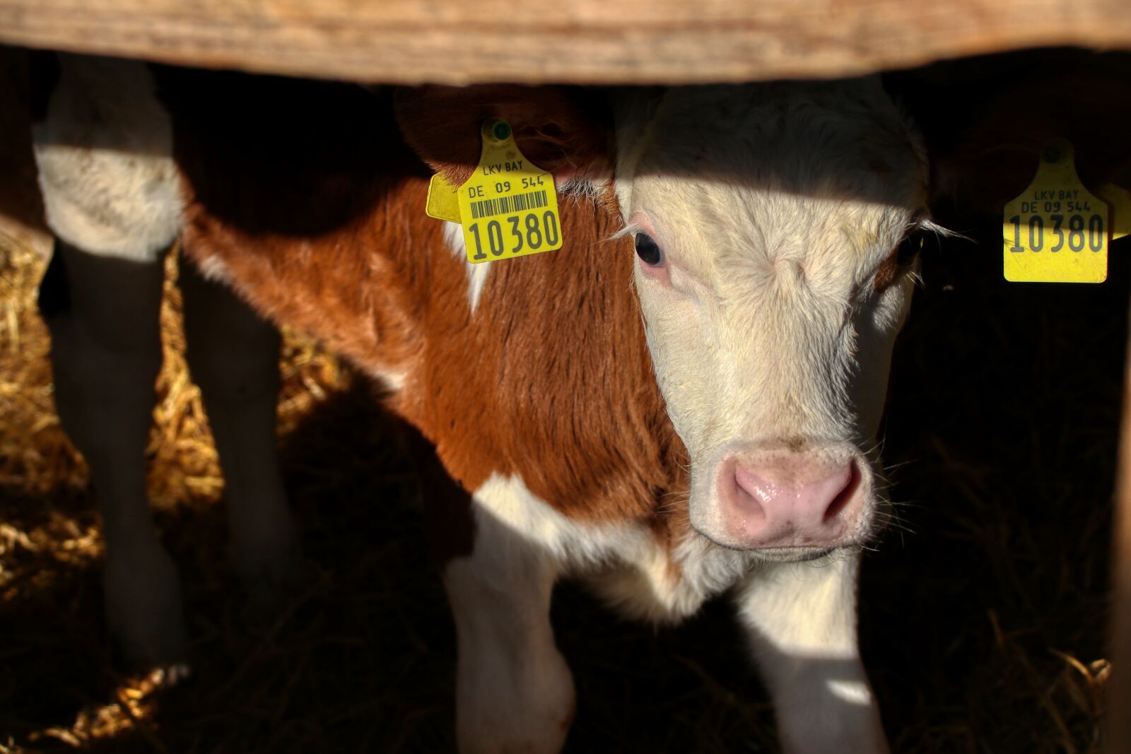 Canon EOS 80D sample photo. Calf, cow, farm photography