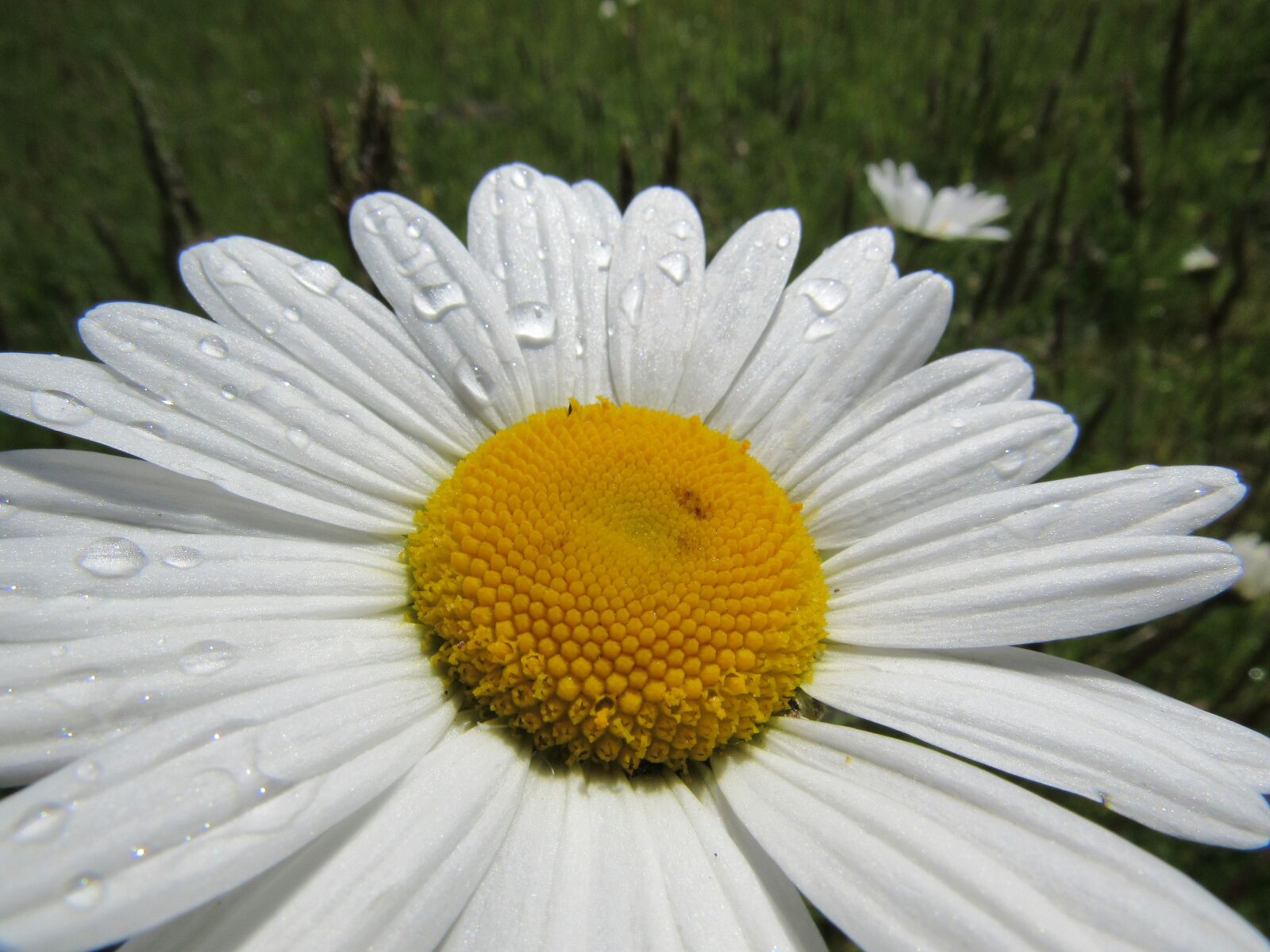 Canon PowerShot SX530 HS sample photo. Daisies, flowers, nature photography