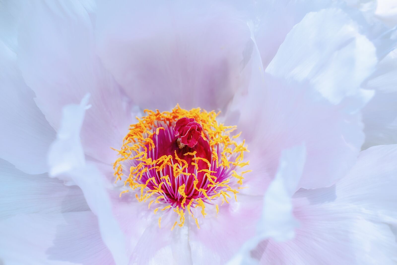 Fujifilm X-T10 + Fujifilm XF 35mm F1.4 R sample photo. Peony, shrub peony, tree photography