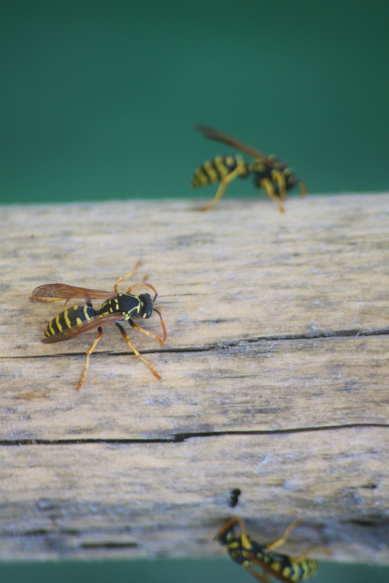 Canon EOS 500D (EOS Rebel T1i / EOS Kiss X3) sample photo. Wasp, yellow, nero photography