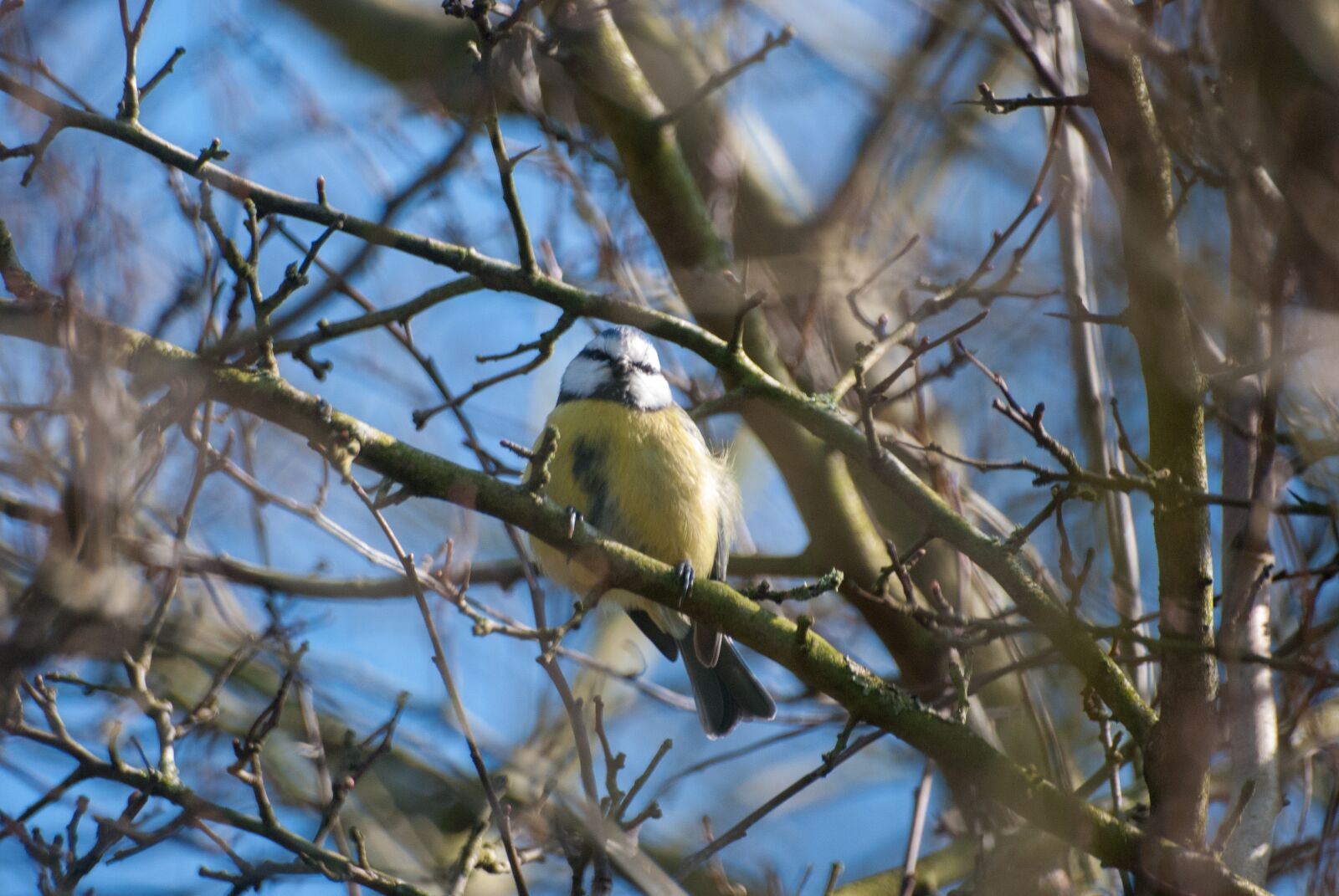 Nikon D80 sample photo. Tree, nature, bird photography