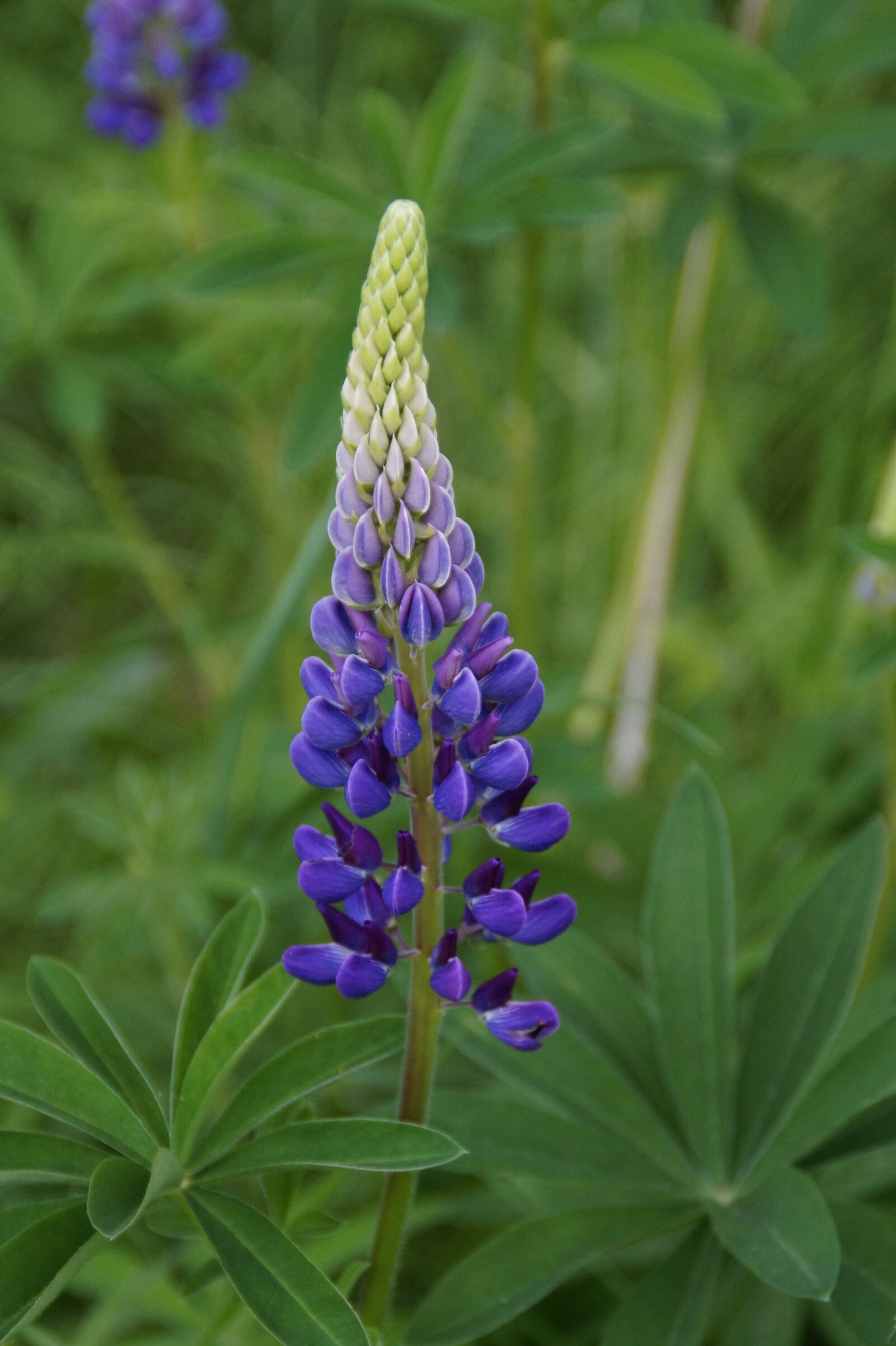 Sony SLT-A58 sample photo. Lupine, blue, blossom photography