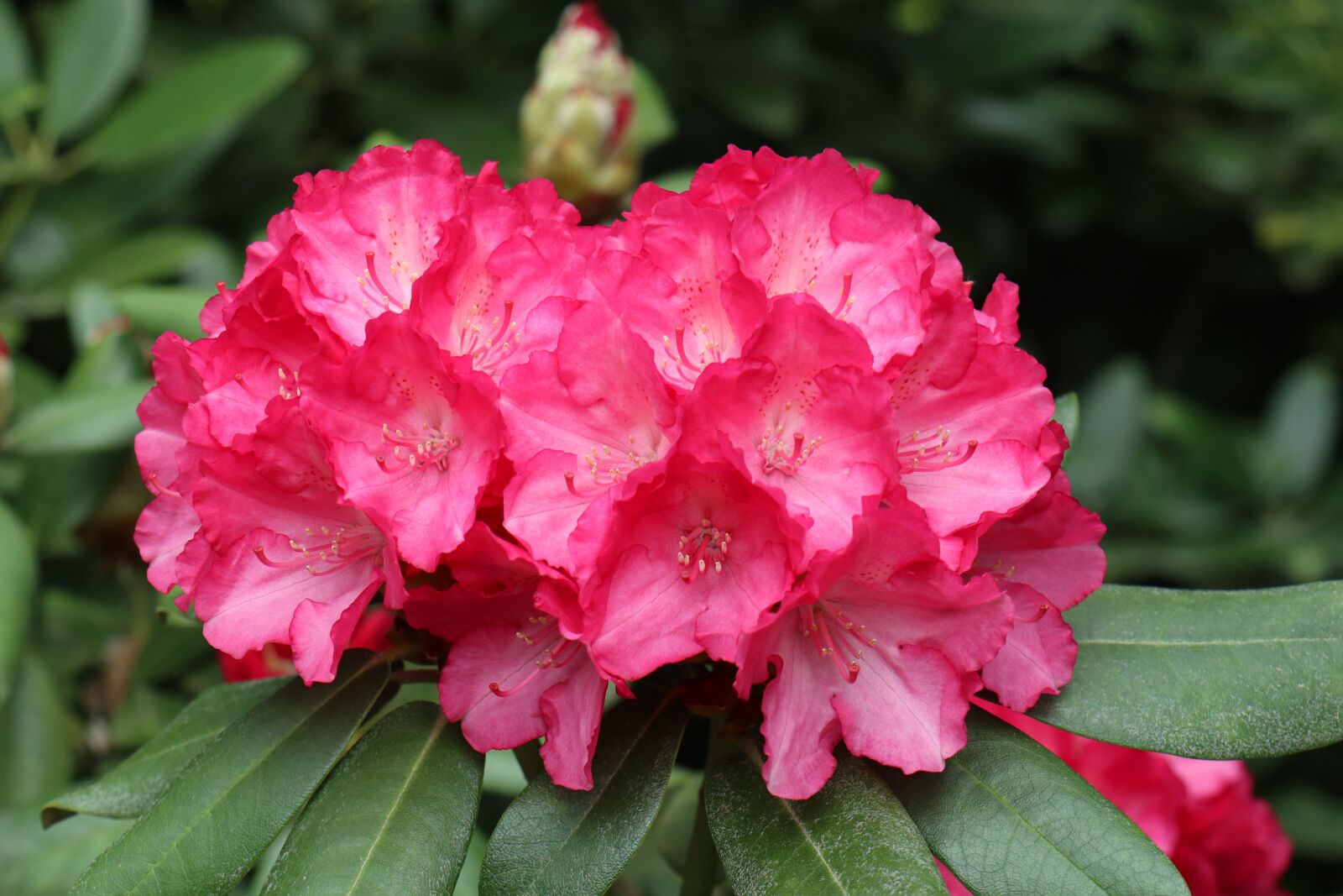 Canon EF-M 18-150mm F3.5-6.3 IS STM sample photo. May, garden, flowers photography