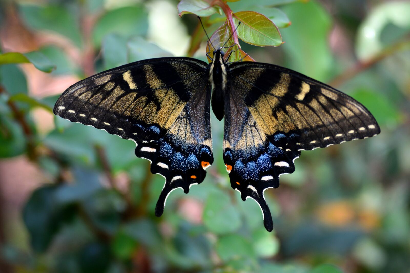 Nikon D3300 sample photo. Swallowtail butterfly, color, insect photography