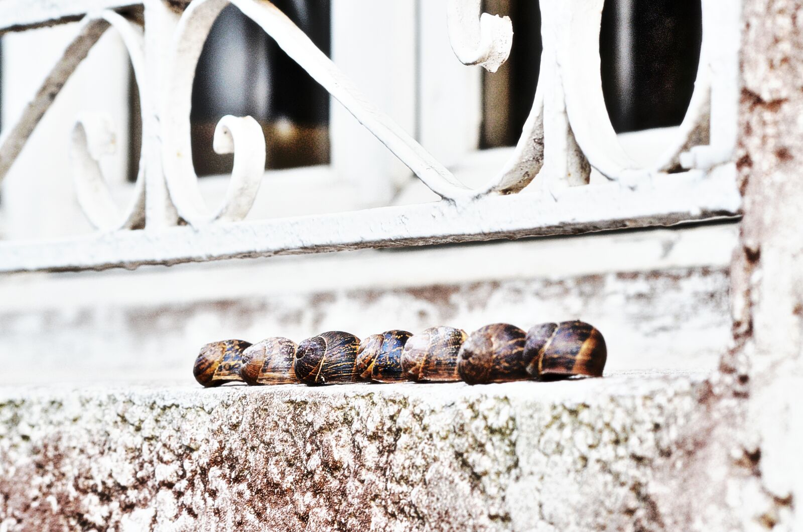 Nikon D5100 sample photo. Snail, garden, window photography
