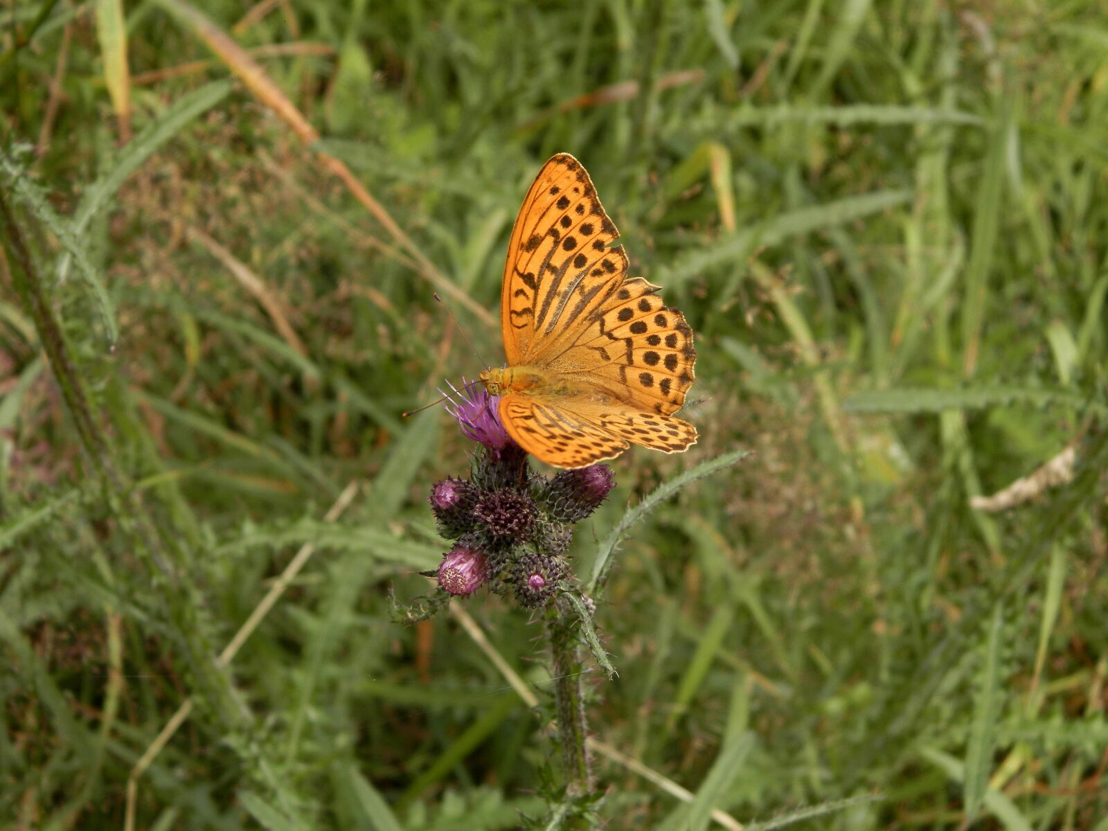 Olympus SP-620UZ sample photo. Butterfly, forests, slovakia photography