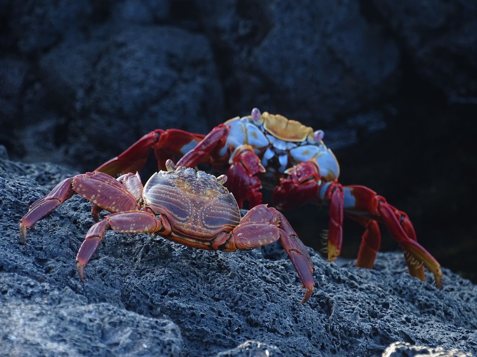 Sony Cyber-shot DSC-HX400V sample photo. Sally lightfoot crab, galapagos photography