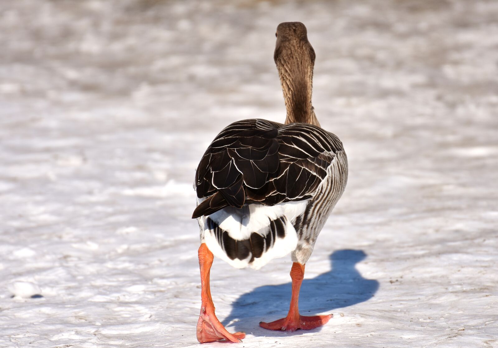 Nikon D7200 sample photo. Goose, wild goose, water photography