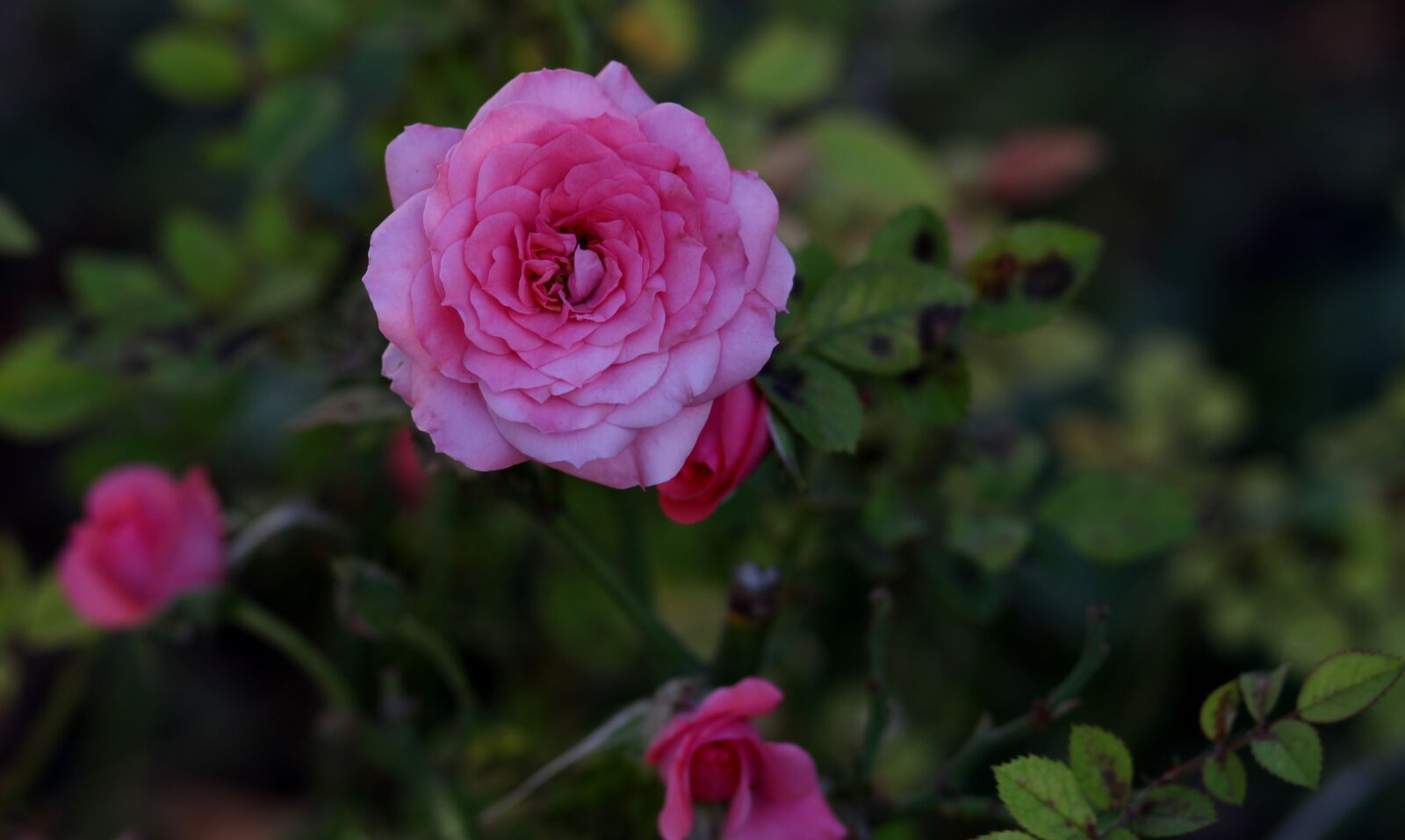 Canon EOS 700D (EOS Rebel T5i / EOS Kiss X7i) + Canon EF 85mm F1.8 USM sample photo. Rose, pink, plant photography