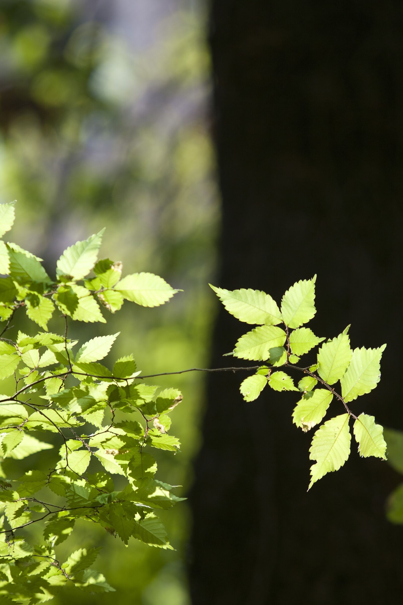 Canon EOS 5D sample photo. Nature, wood, backlight photography