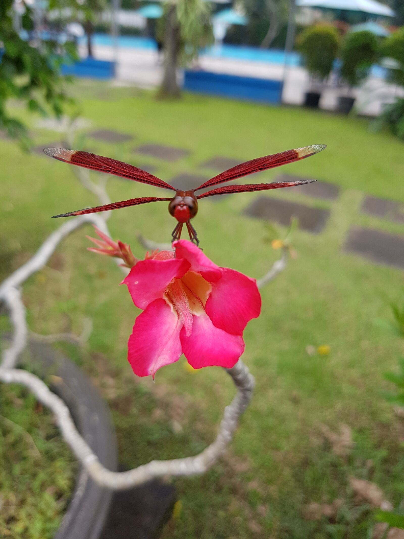 Samsung Galaxy S7 Edge sample photo. Dragonfly, red, flower photography