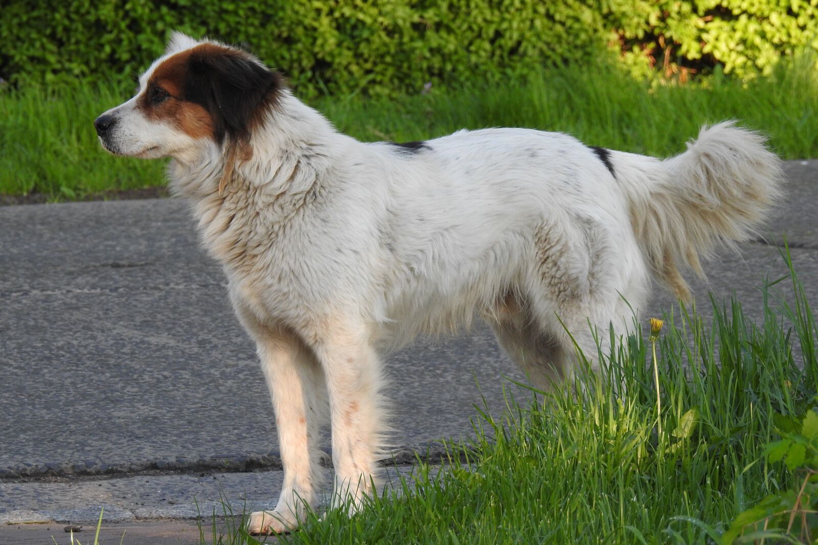 Nikon Coolpix P900 sample photo. Dog house, animals, mammals photography