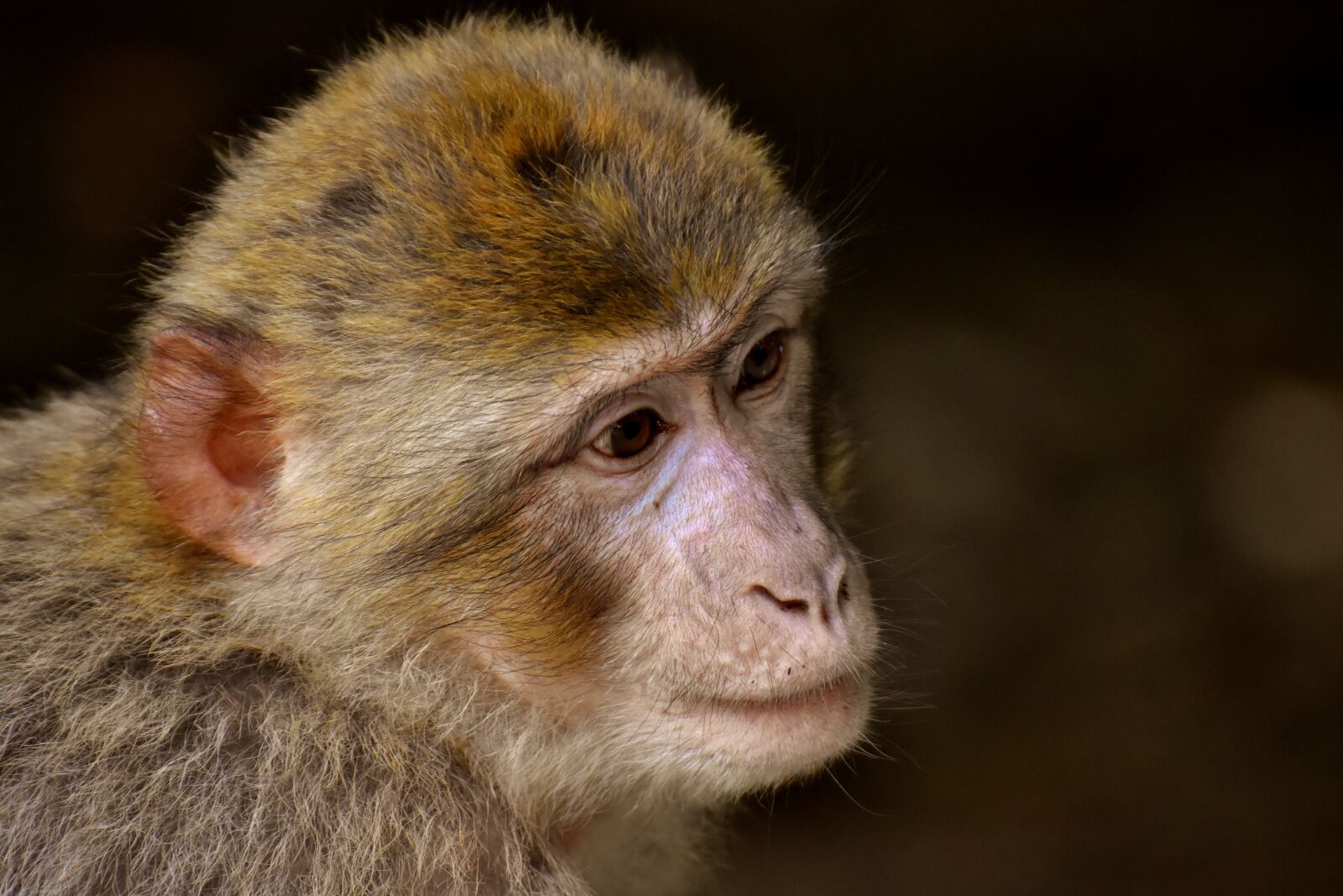 Nikon D7200 sample photo. Barbary ape, endangered species photography