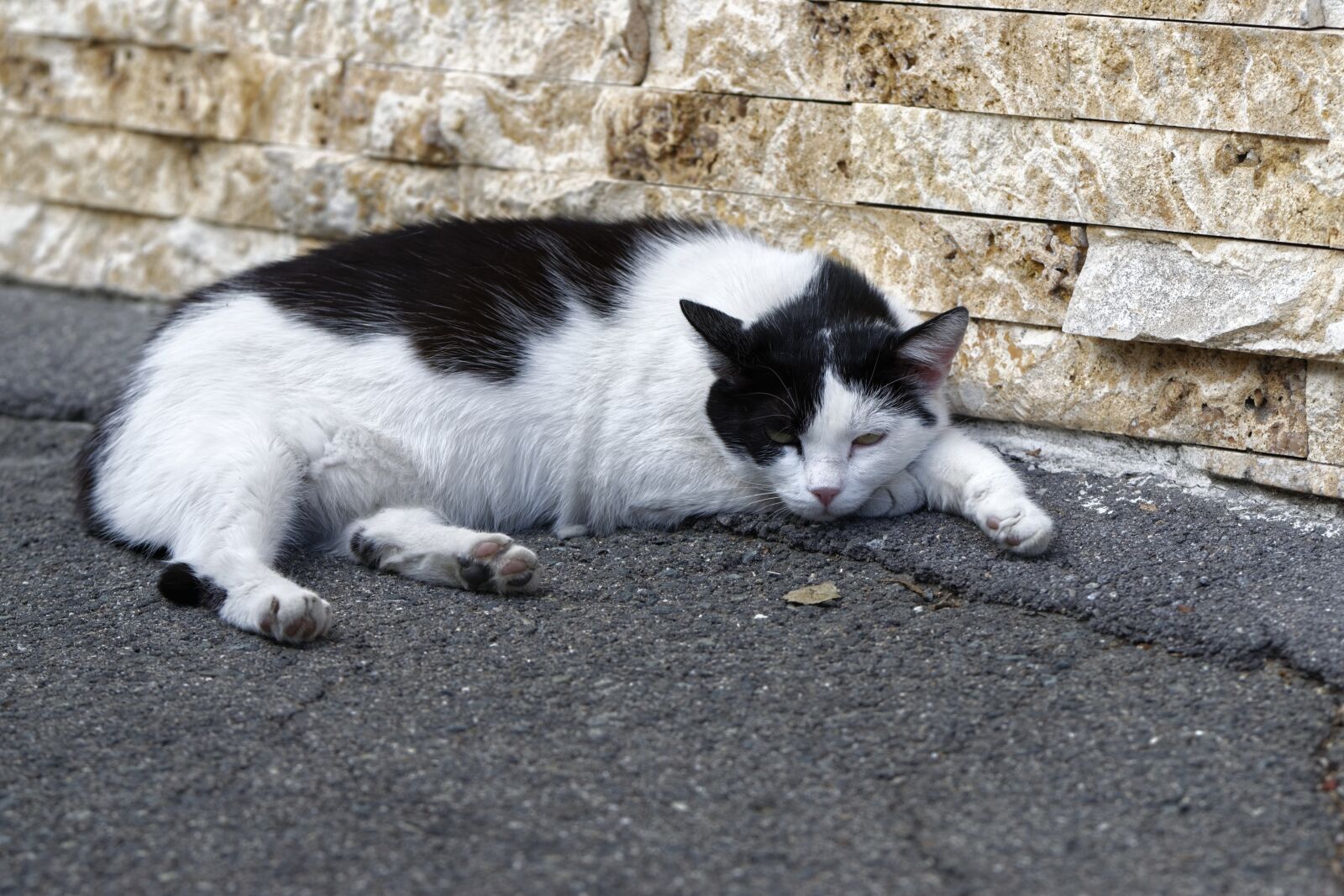 Nikon D5300 sample photo. Cat, pet, domestic photography