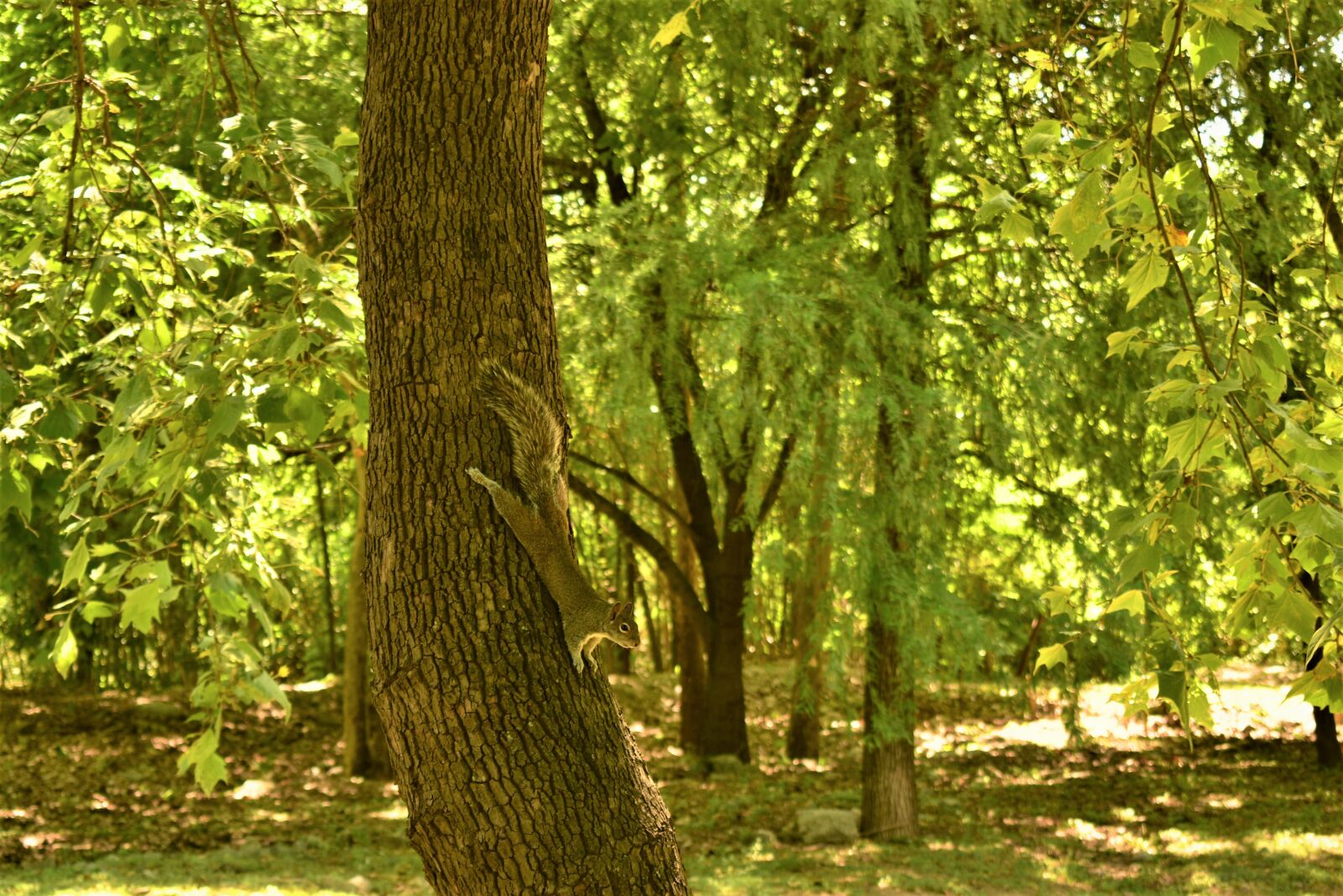 Nikon D5600 sample photo. Squirrel, tree, rodent photography