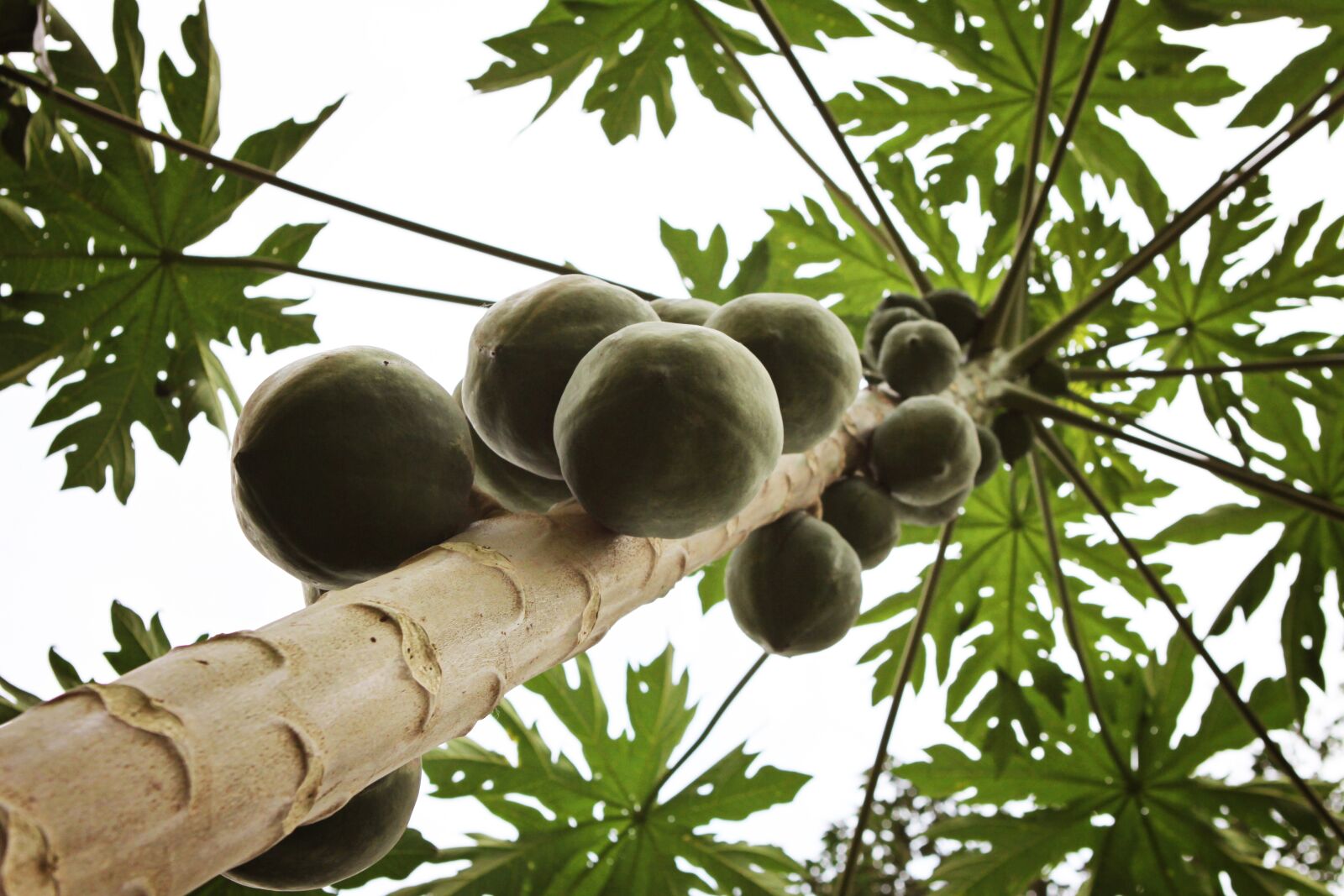 Canon EOS 50D sample photo. Ghana, coconut tree, africa photography