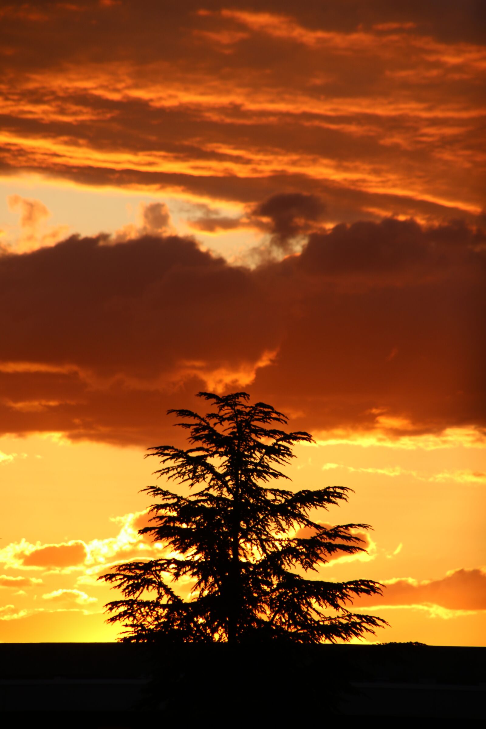 Canon EOS 7D Mark II sample photo. Sunset, nature, tree photography