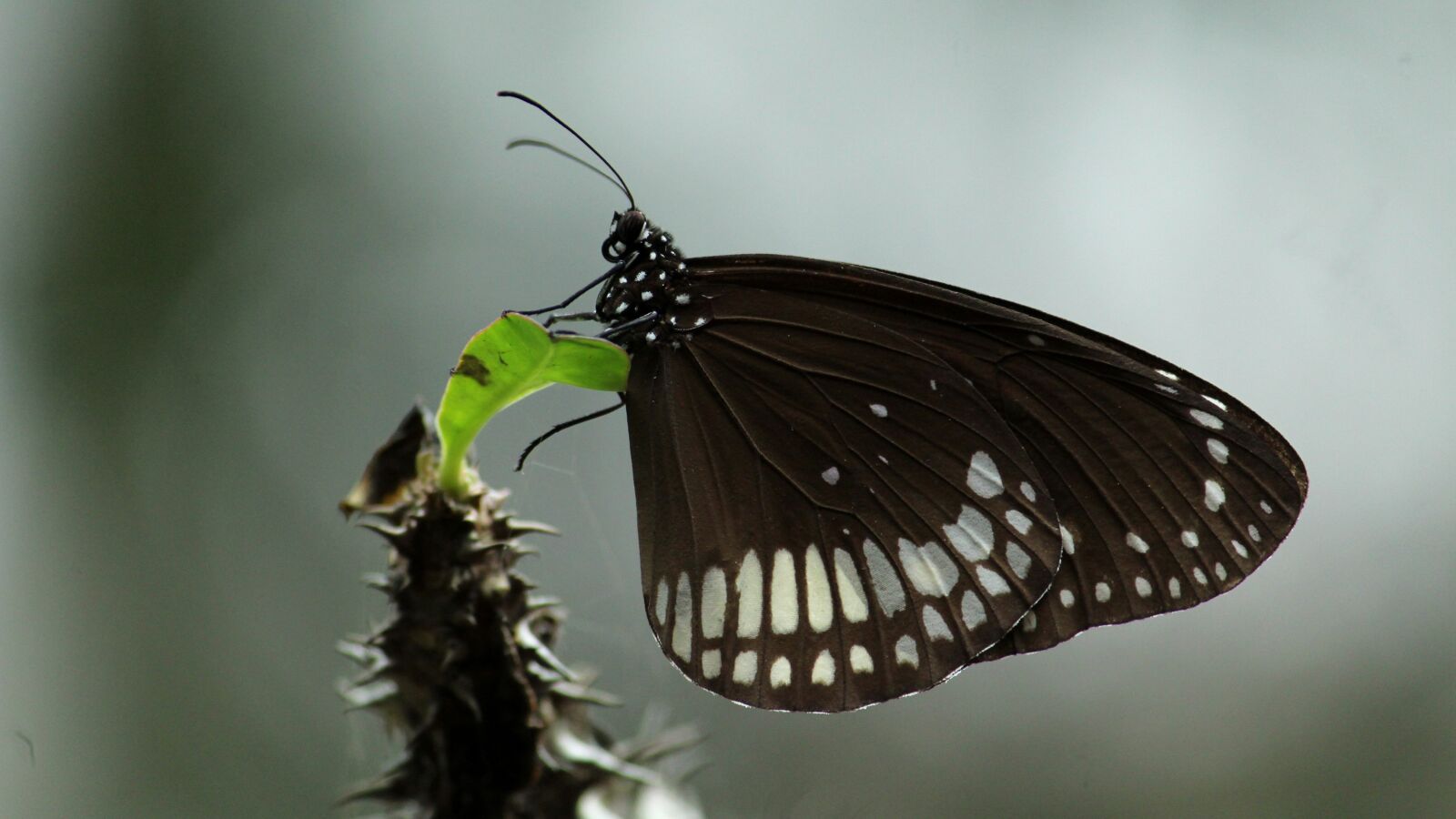 Canon EOS 1300D (EOS Rebel T6 / EOS Kiss X80) sample photo. Butterfly, insect, black photography