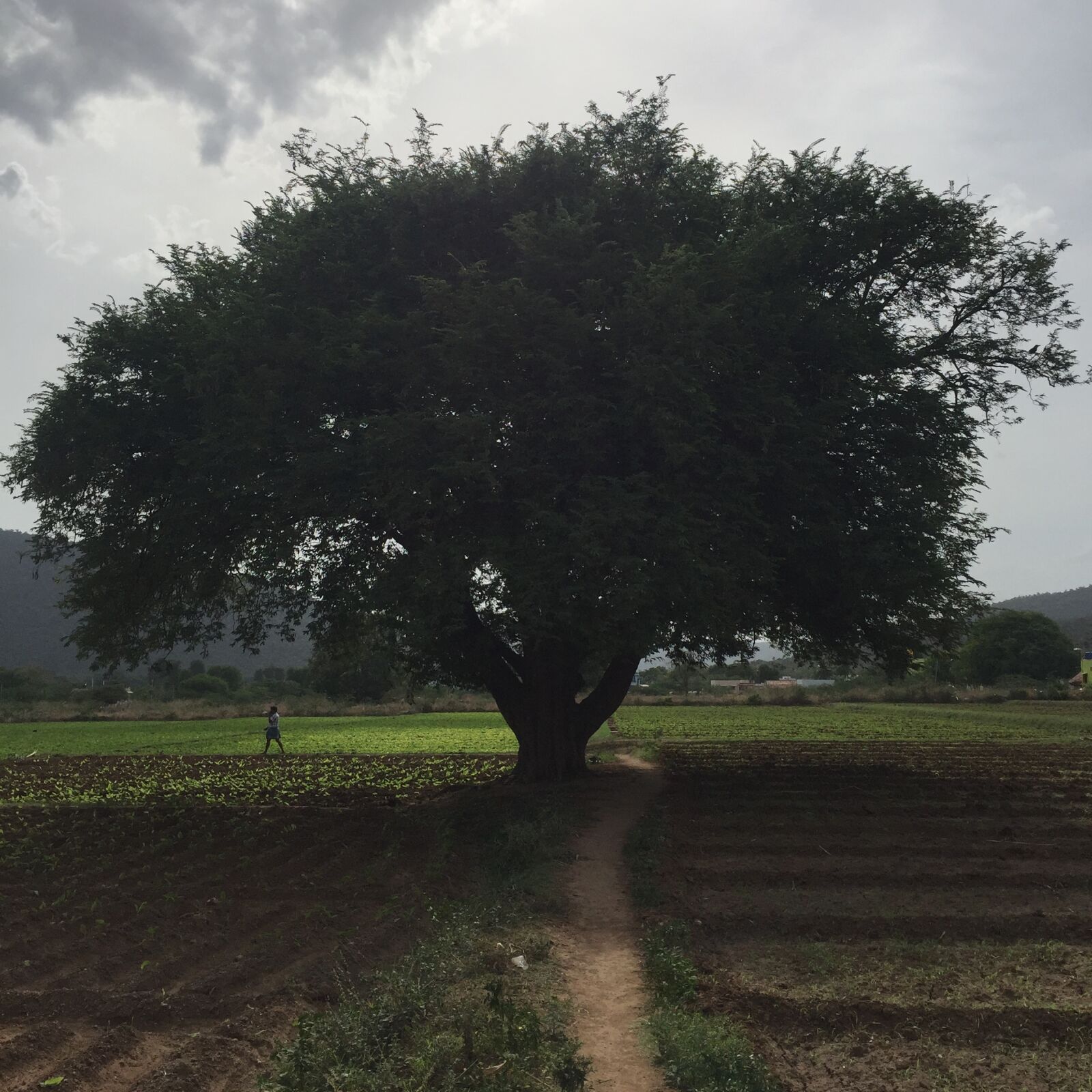 Apple iPhone 6 sample photo