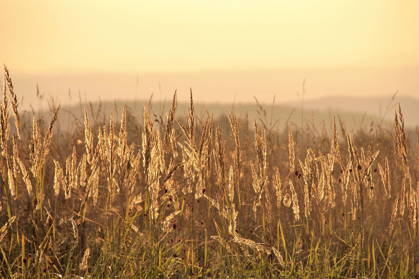 Sony SLT-A58 sample photo. Grass, ears of corn photography