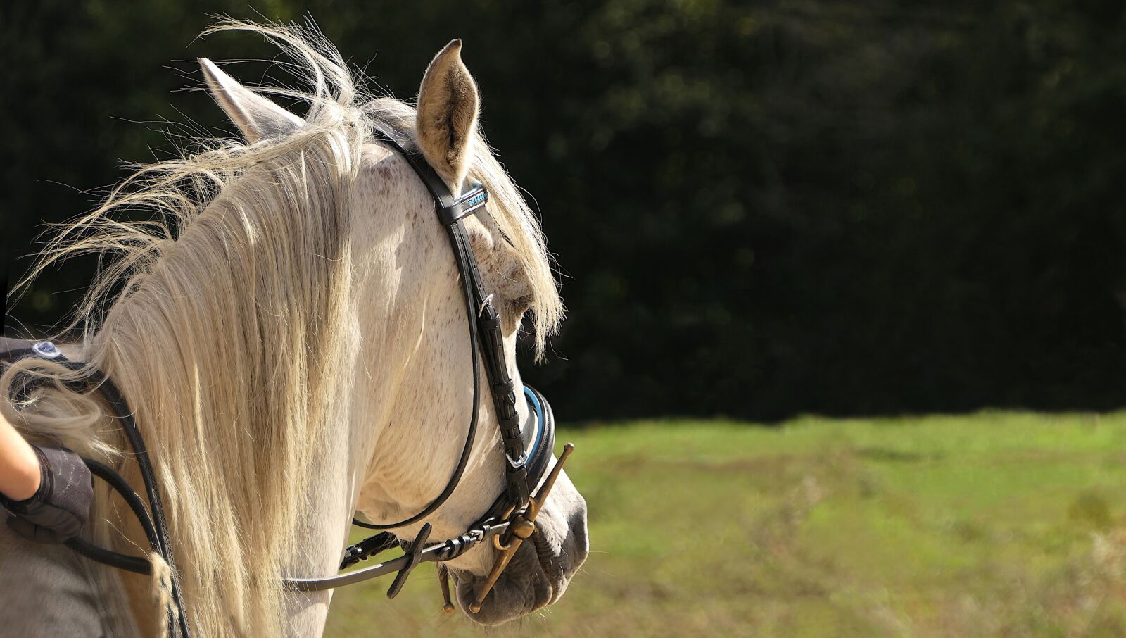 Panasonic Lumix DMC-FZ2500 (Lumix DMC-FZ2000) sample photo. Horse, pure arab blood photography