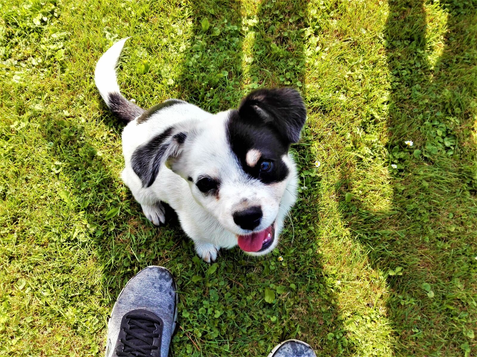 HUAWEI P8 Lite sample photo. Puppy, already, grass photography