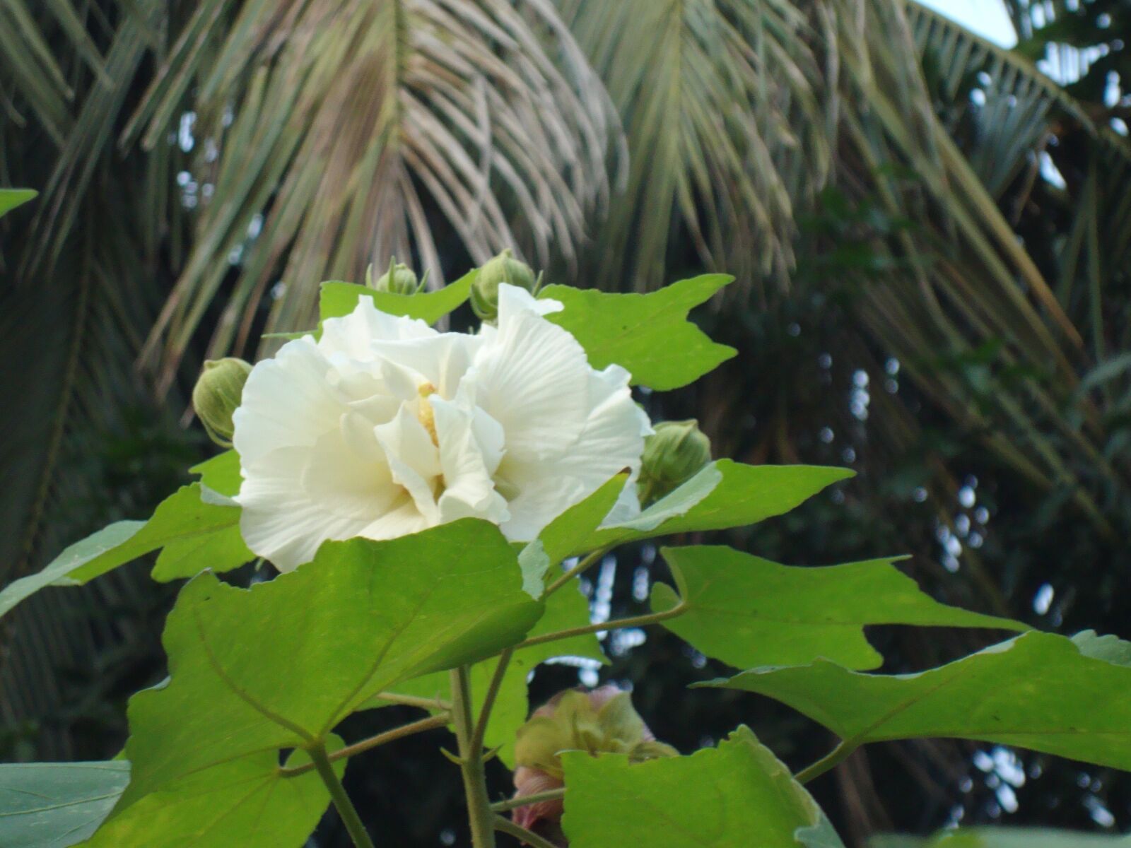 Sony Cyber-shot DSC-W220 sample photo. Confederate rose, west bengal photography