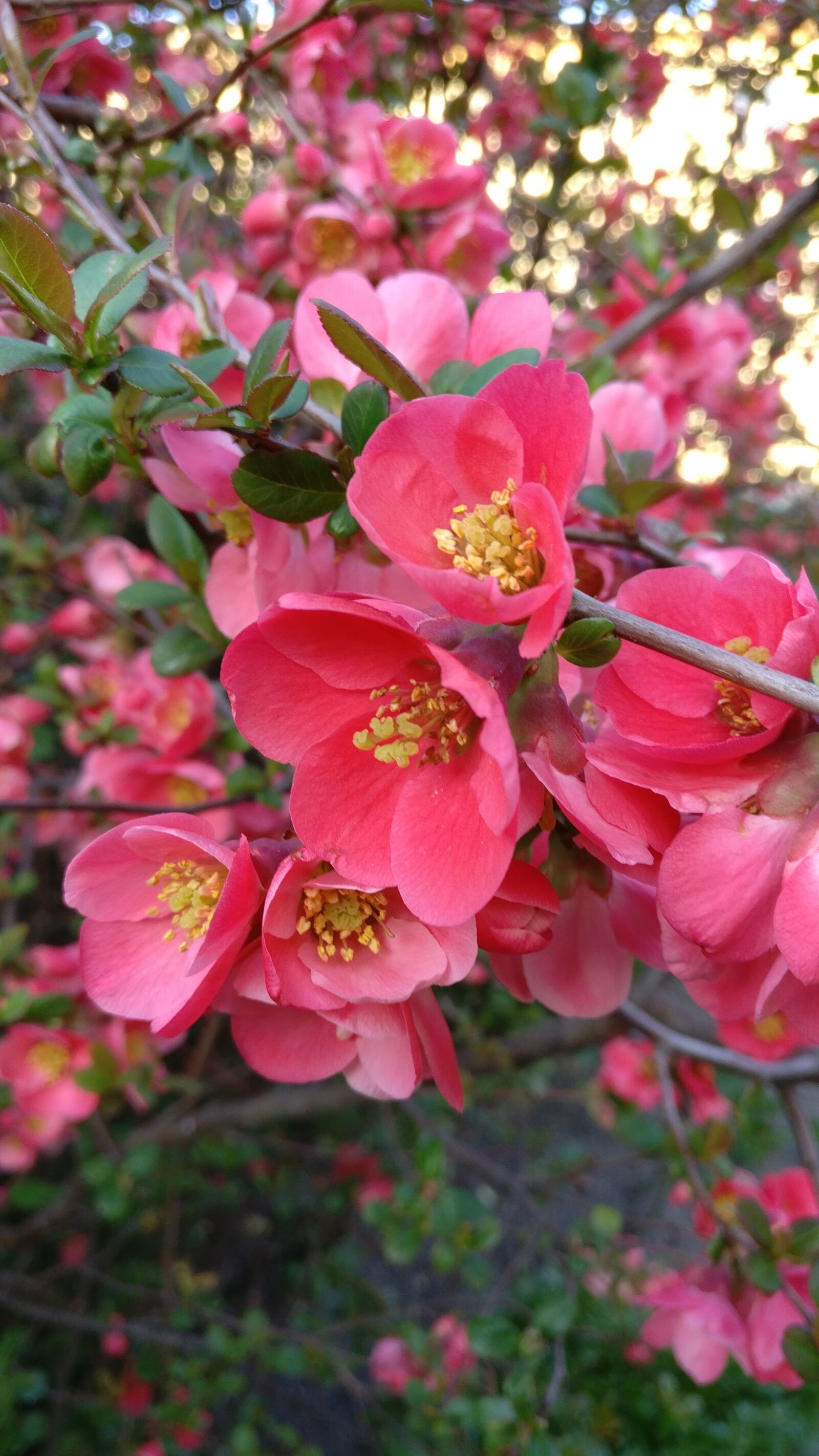 OnePlus A3003 sample photo. Flowers, nature, pink, spring photography
