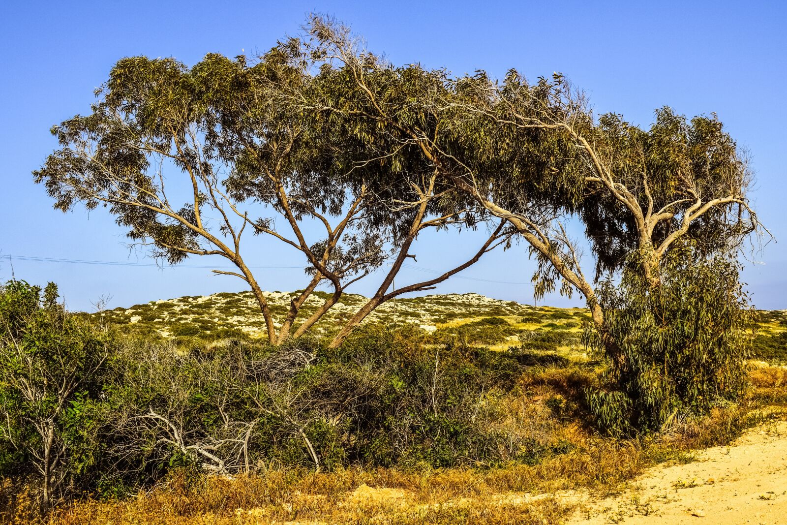 Nikon D3300 sample photo. Tree, nature, landscape photography