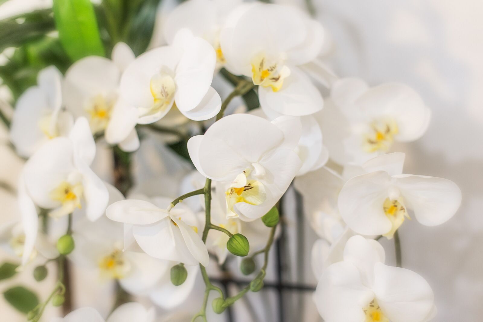 Canon EOS 6D + Canon EF 50mm F1.4 USM sample photo. Toussaint, flowers, pretty flower photography