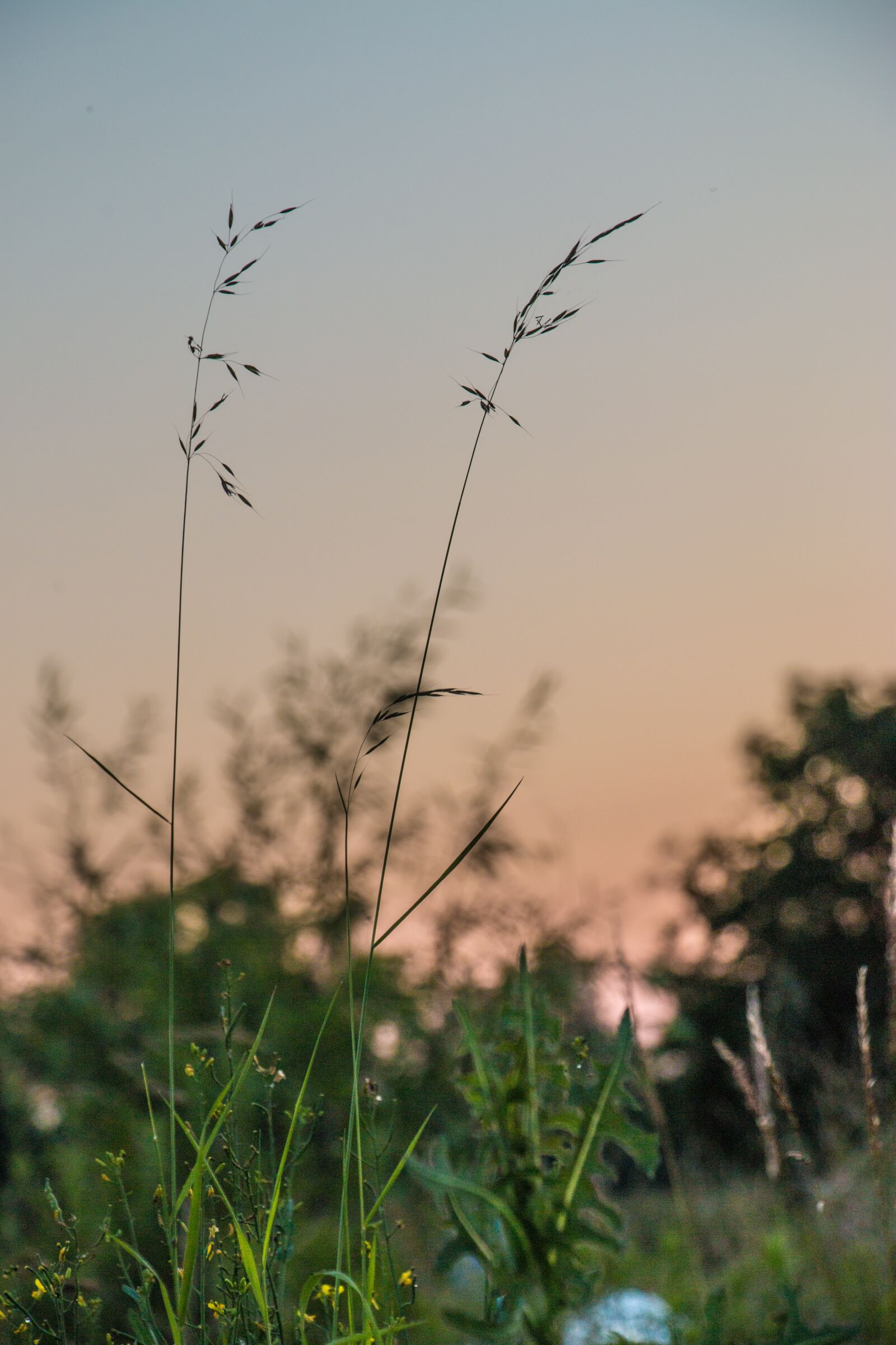 Canon EOS 70D sample photo. Plant, bush, leaves photography