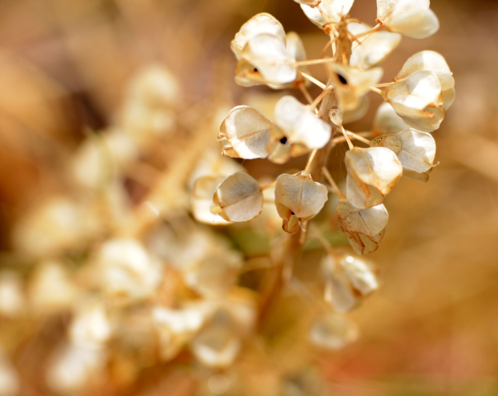 Nikon D600 sample photo. Nature, seeds, vegetable photography