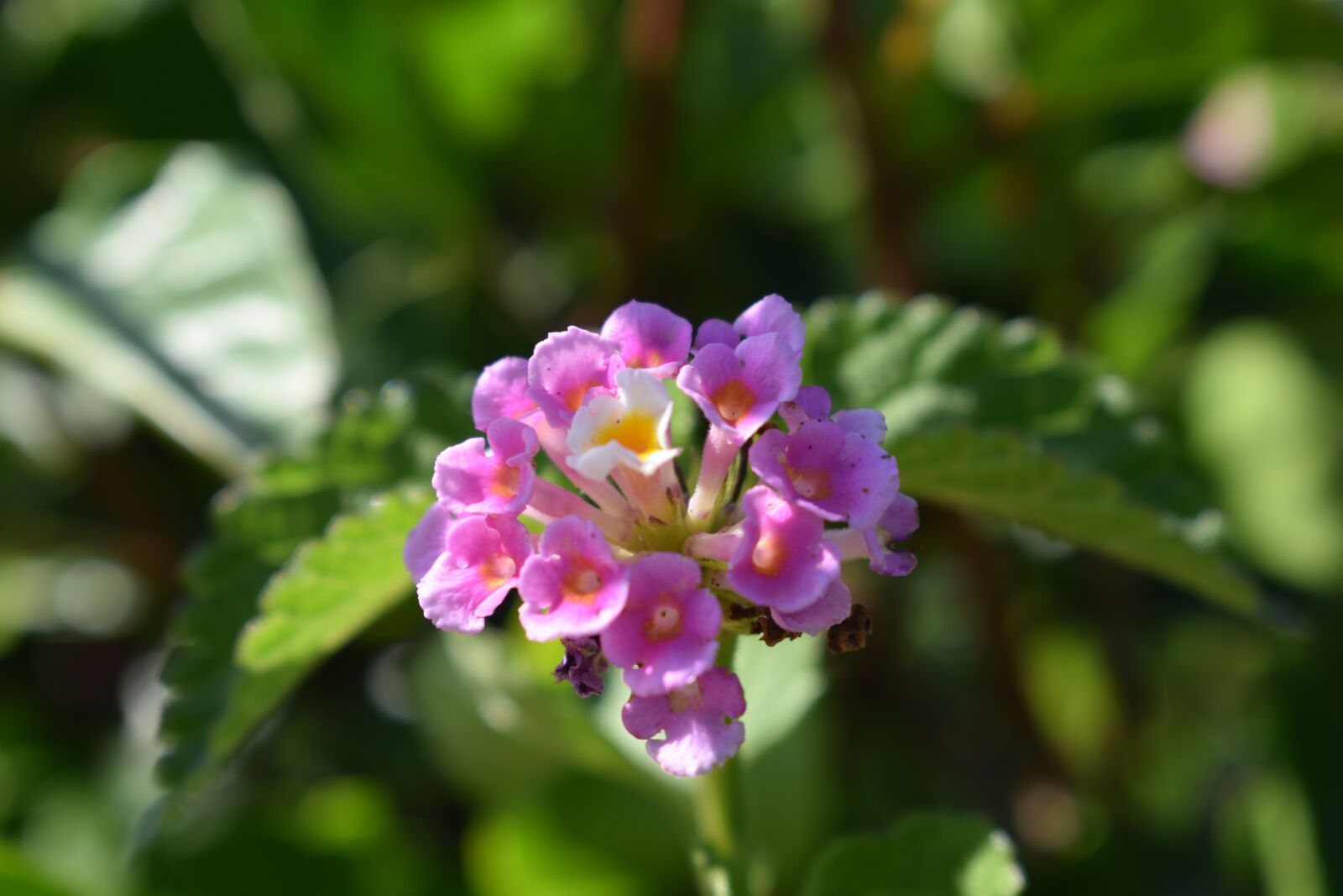 Nikon D3500 sample photo. Flower, macro, spring photography