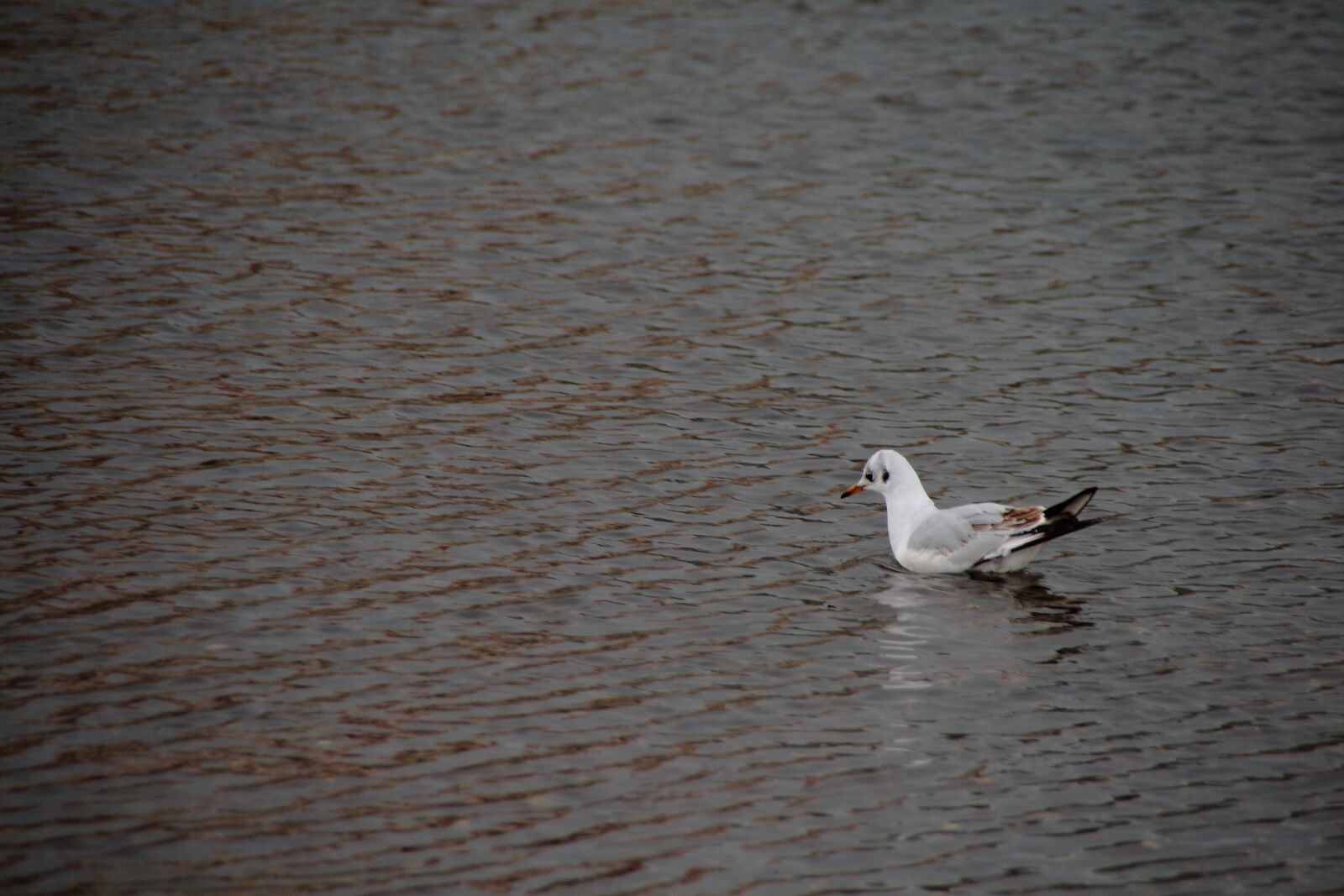 Canon EOS 400D (EOS Digital Rebel XTi / EOS Kiss Digital X) sample photo. Bird, shadows, water photography