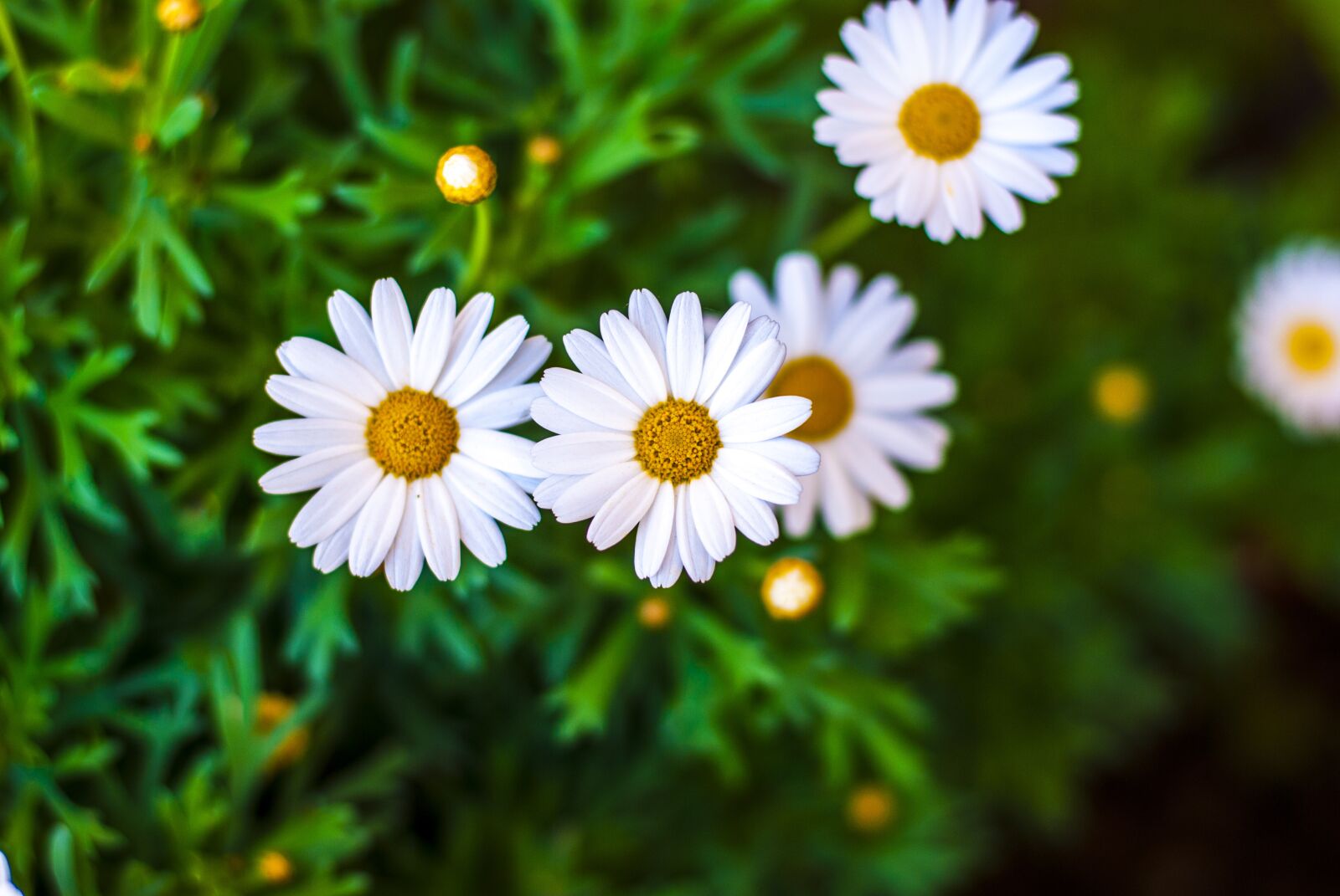 Nikon D60 sample photo. Margaritas, flowers, spring photography