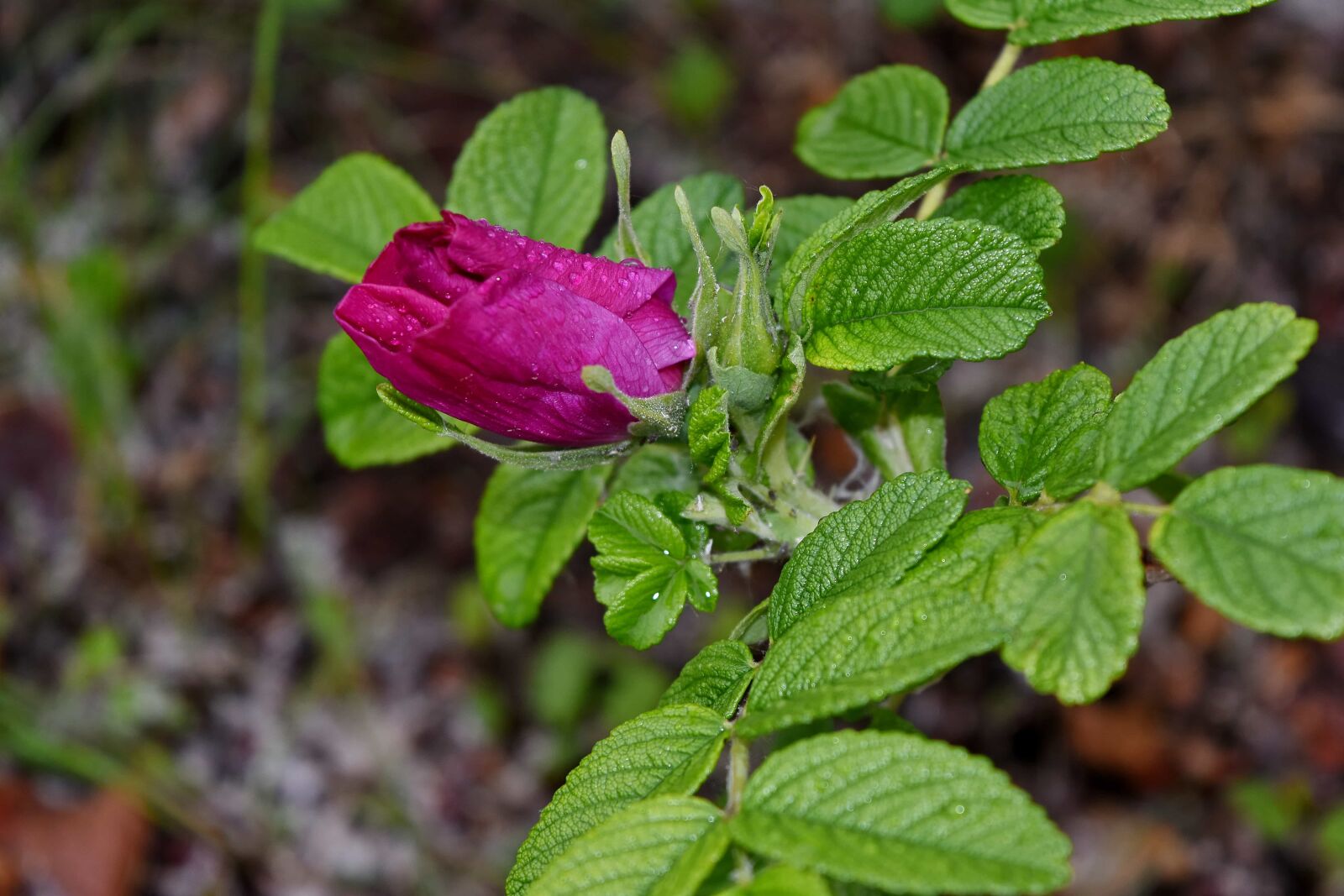 Nikon D5500 sample photo. Dew, green leaves, moisture photography