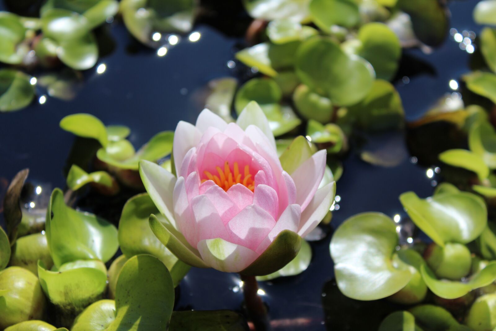 Canon EOS 1200D (EOS Rebel T5 / EOS Kiss X70 / EOS Hi) sample photo. Water lily, nuphar lutea photography